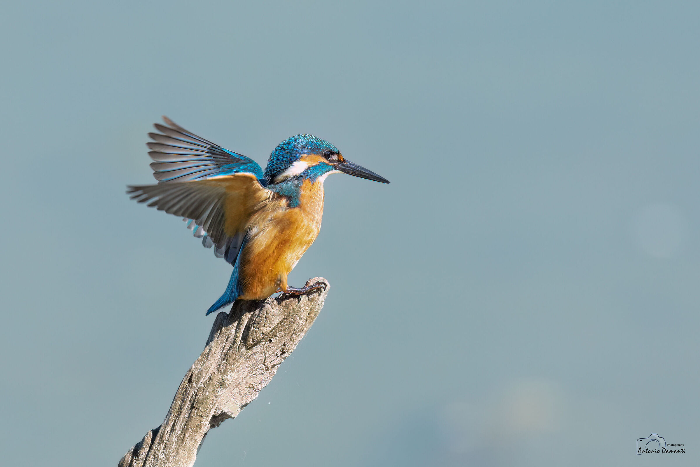 Kingfisher