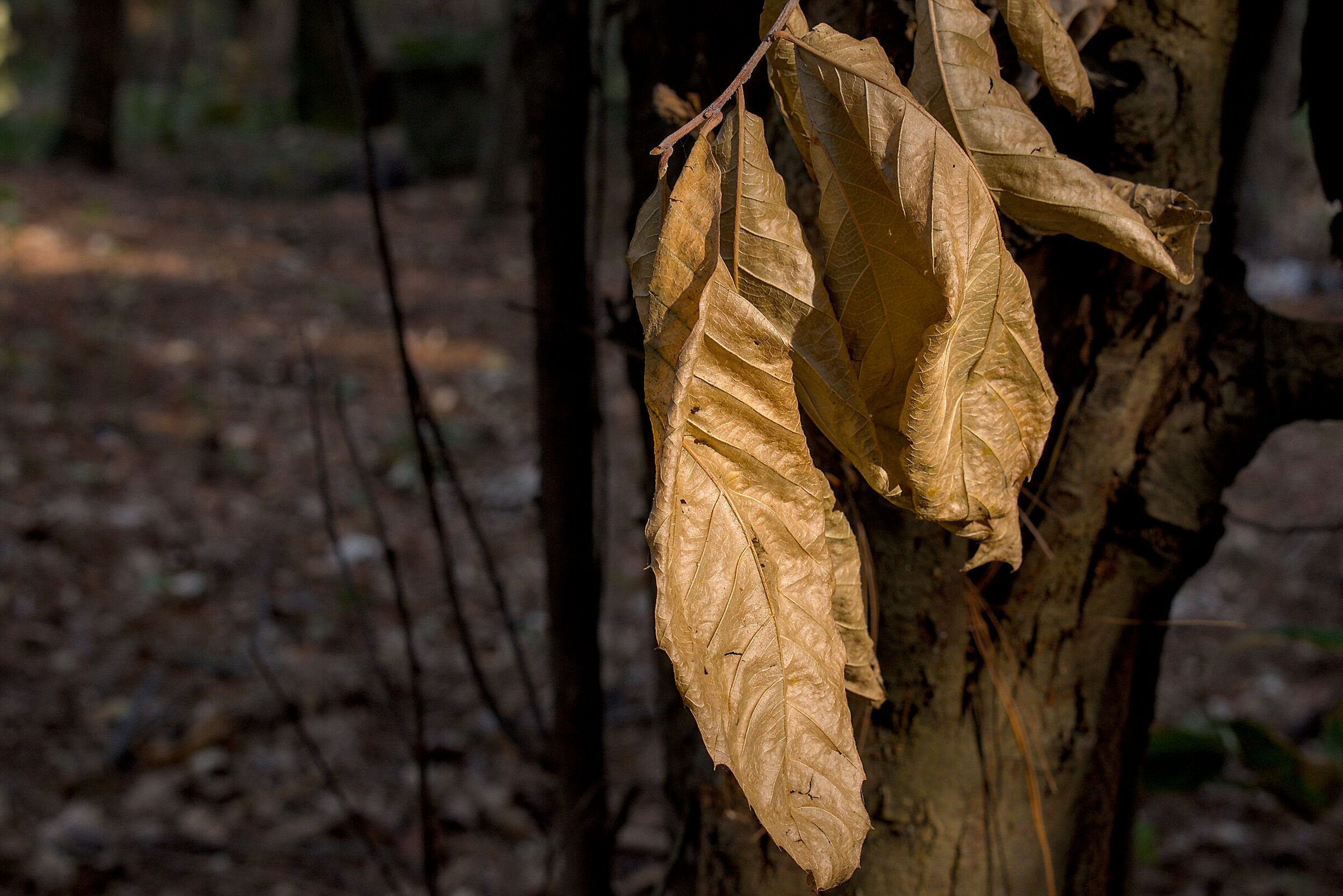 autunno_1