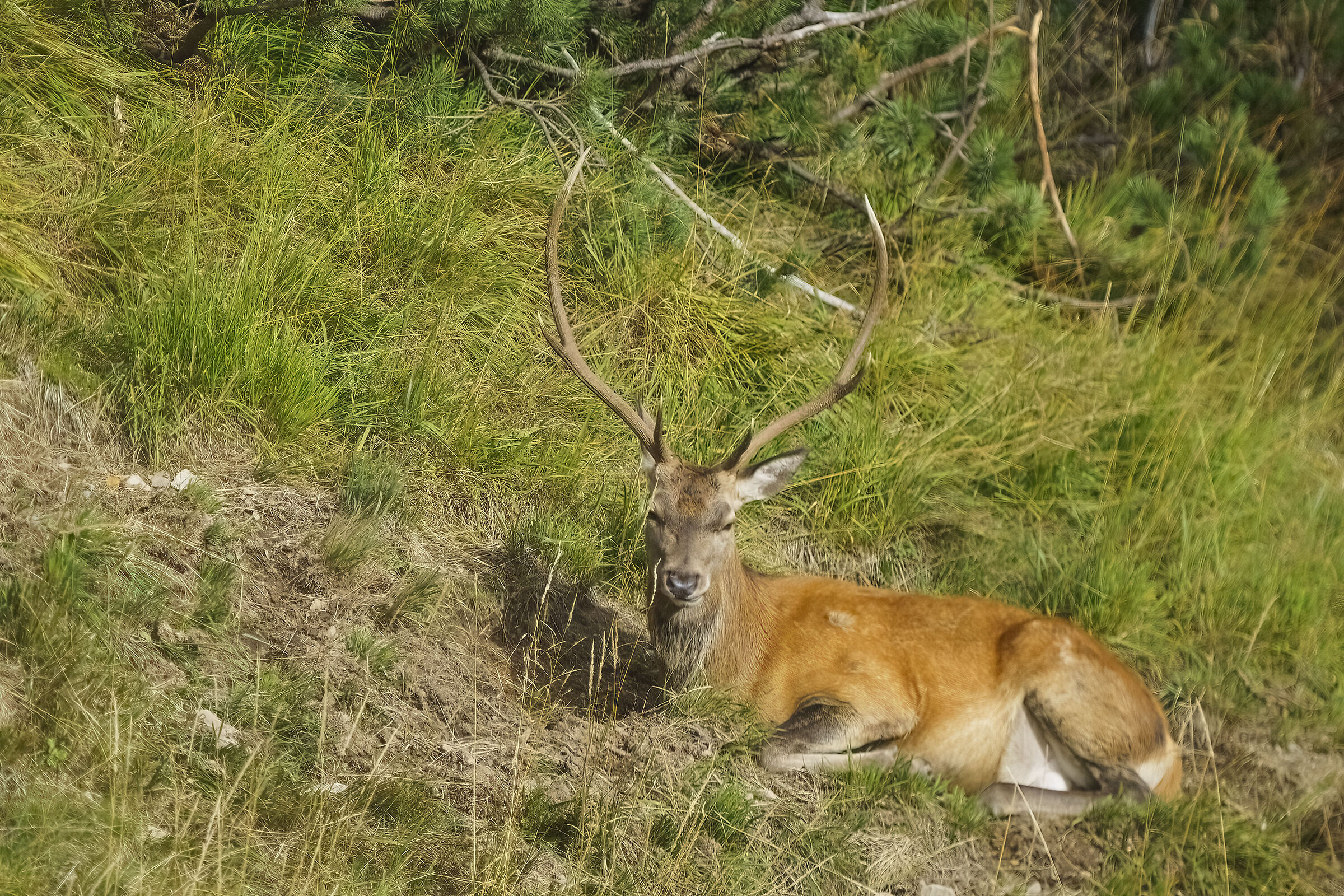 It's hard the life of the deer