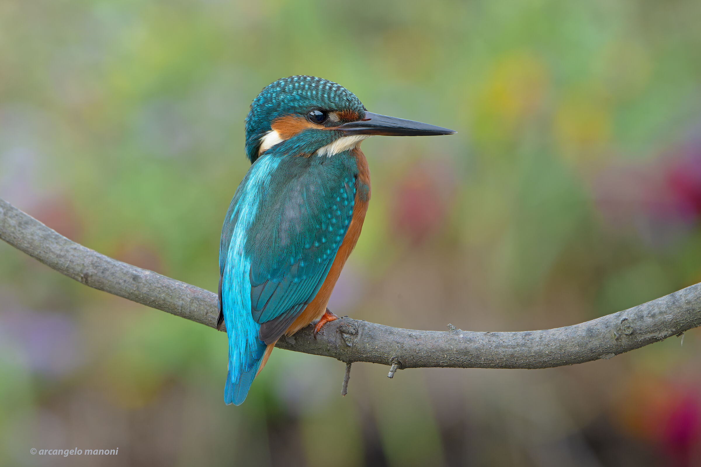 Flowers and martinis