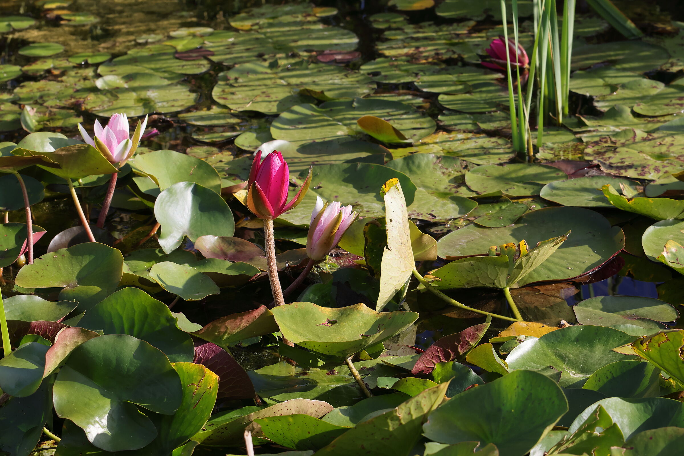 Bio Piscina