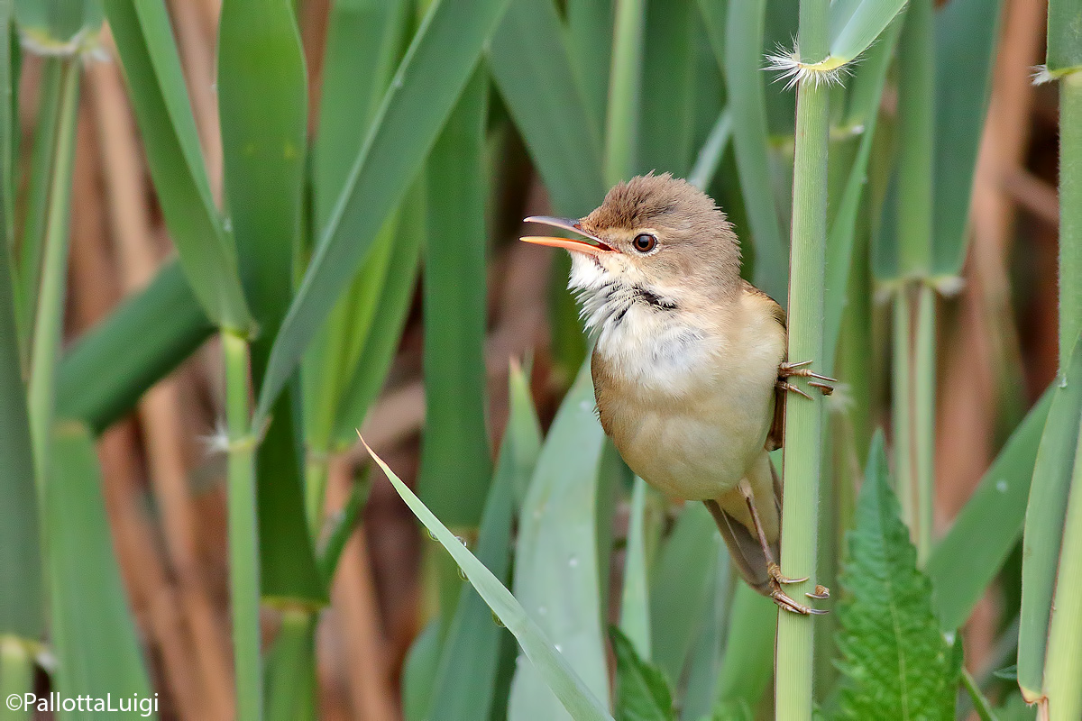Reed warbler (Acrocephalus scirpaceus)