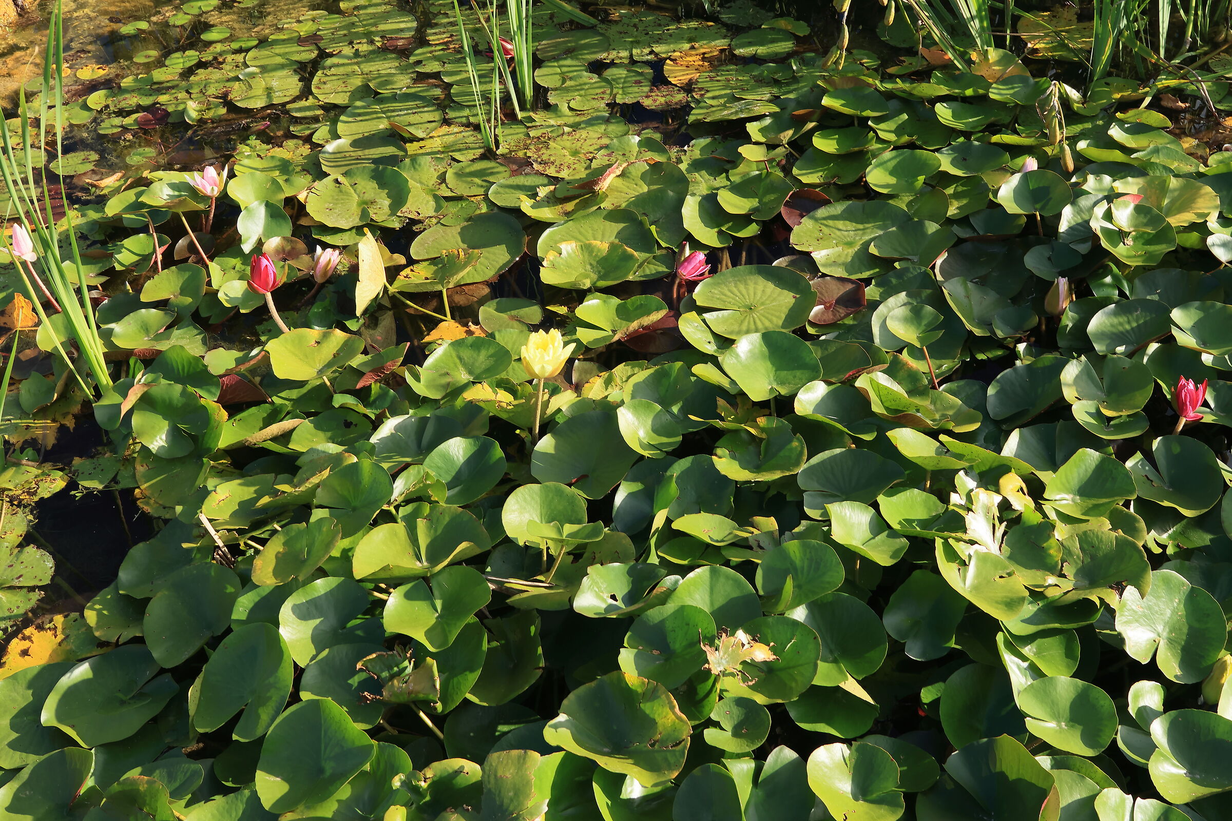 Bio Piscina