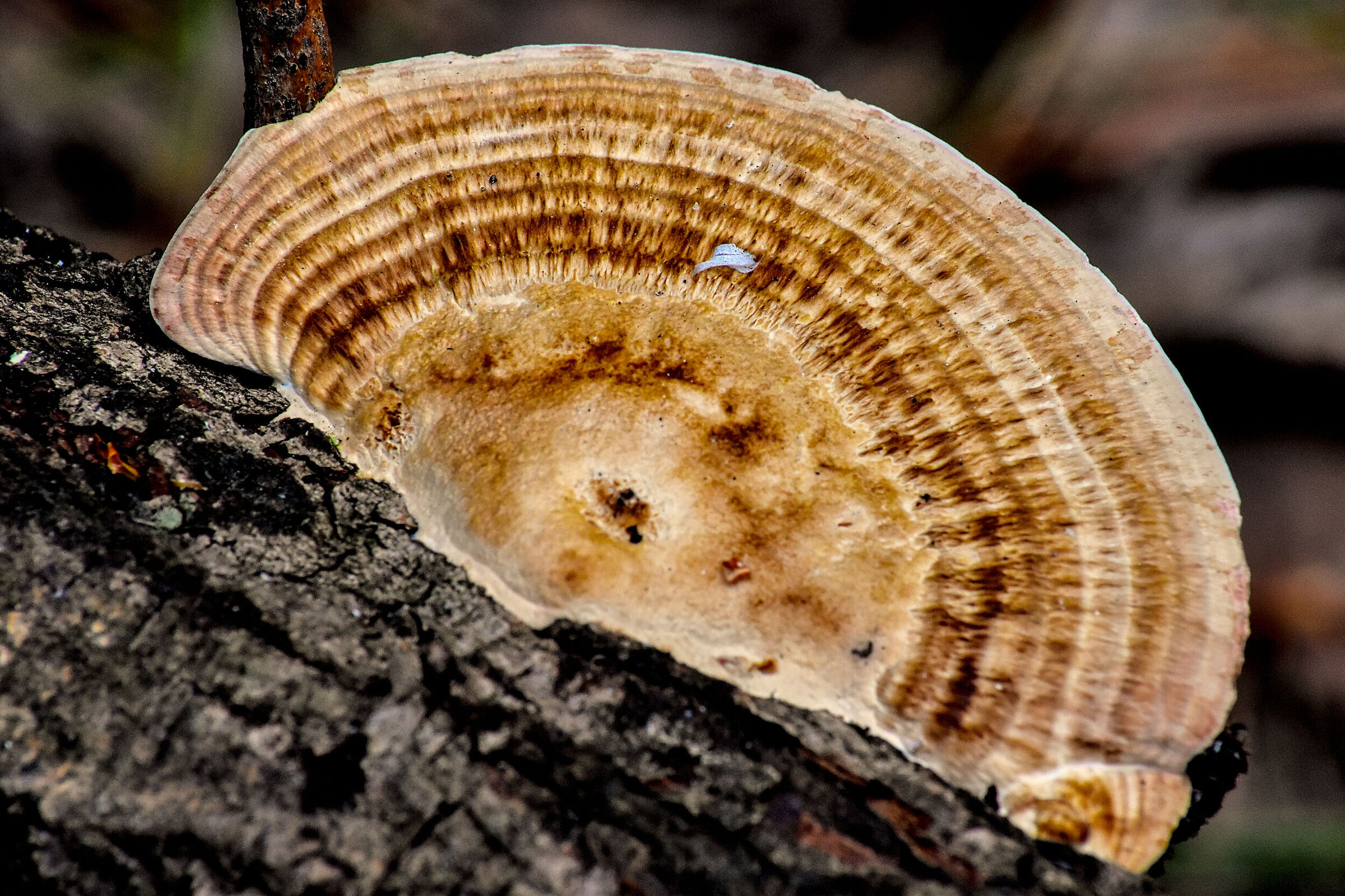 mushroom
