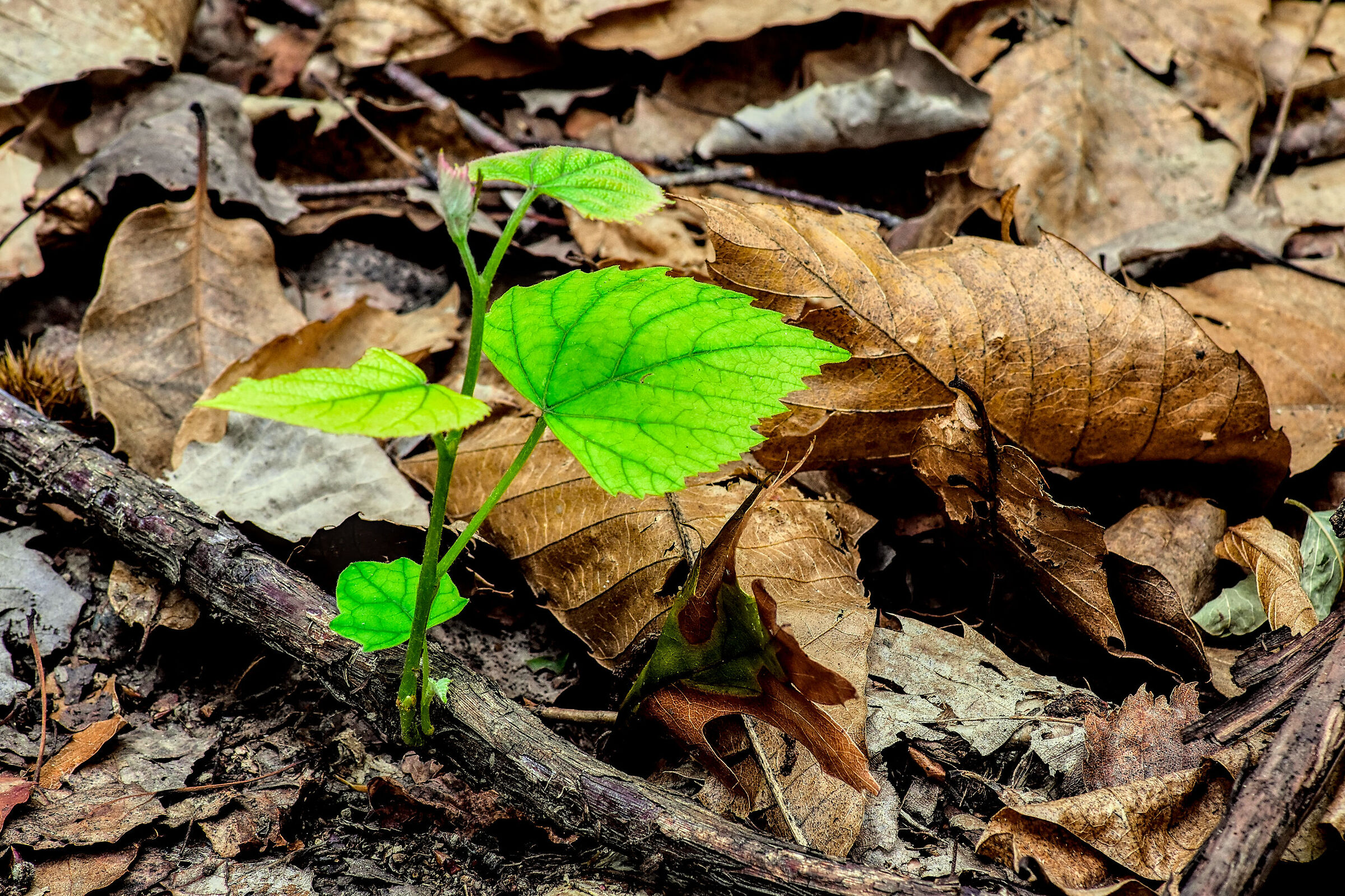 autunno_2