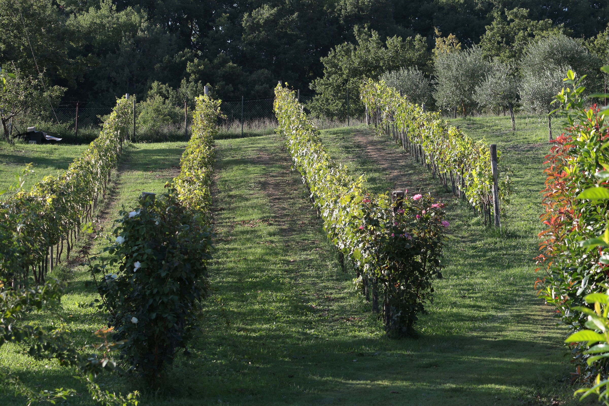La Vigna