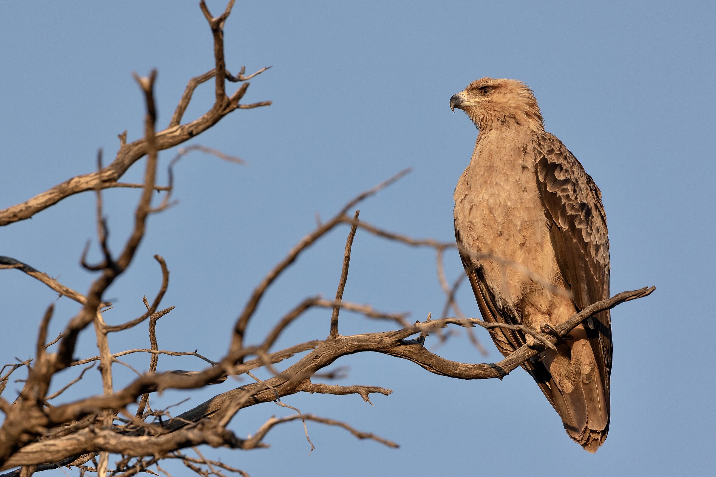 Tawny eagle - Eagle rapax