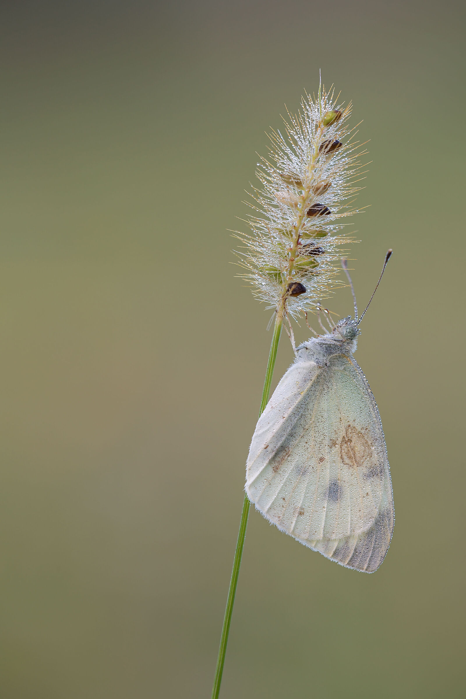 Pieris Rapae