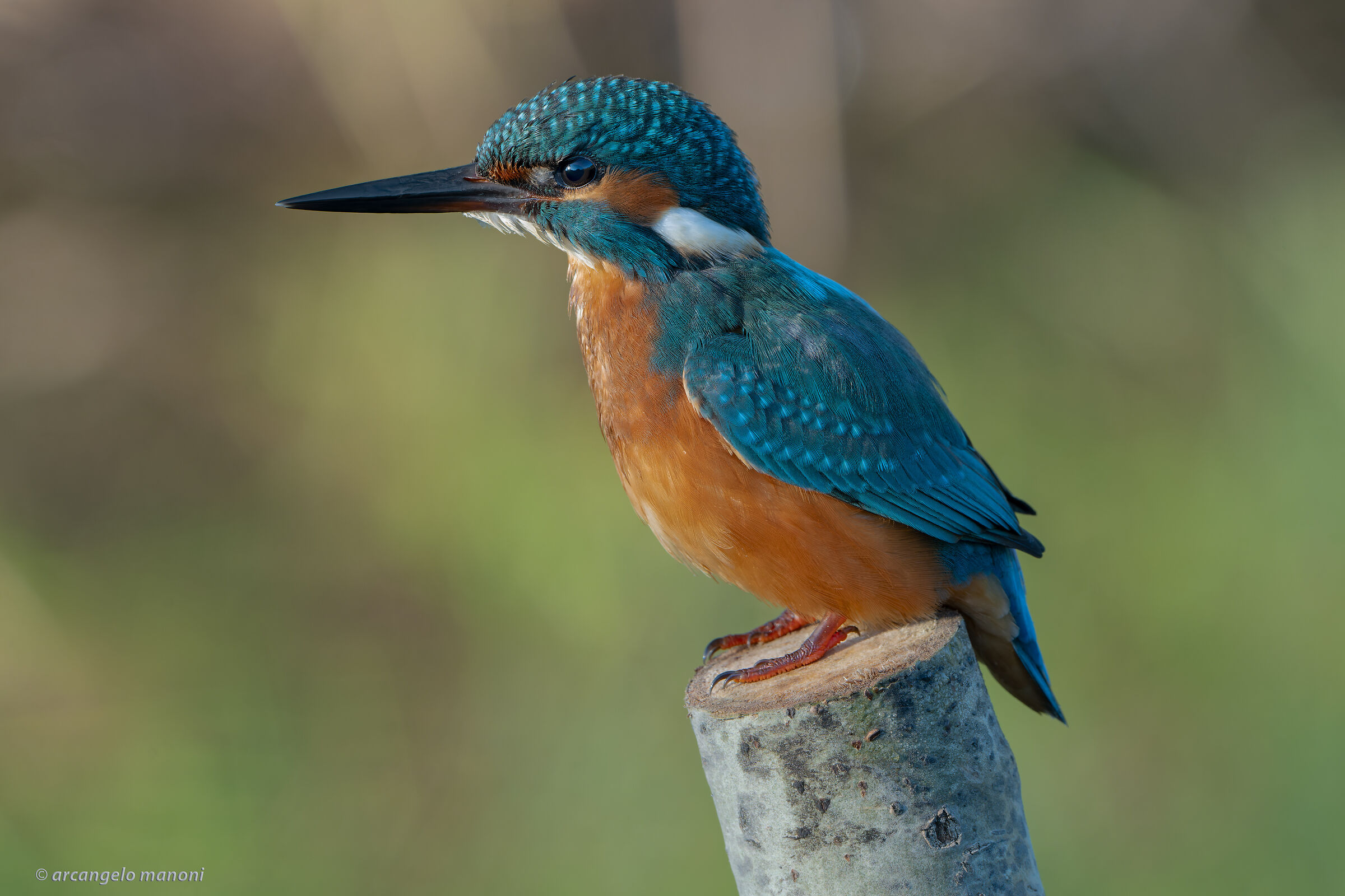 The king from the river is on his throne