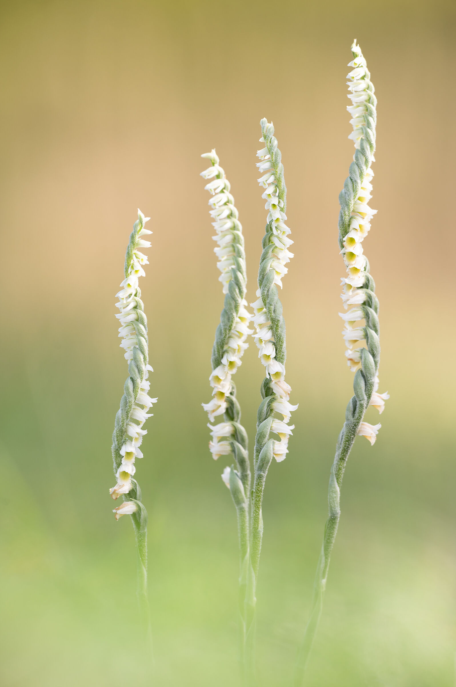 Spiranthes spiralis