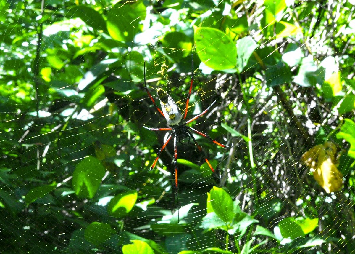 Ragno alla cascata sacra di Nosy Be