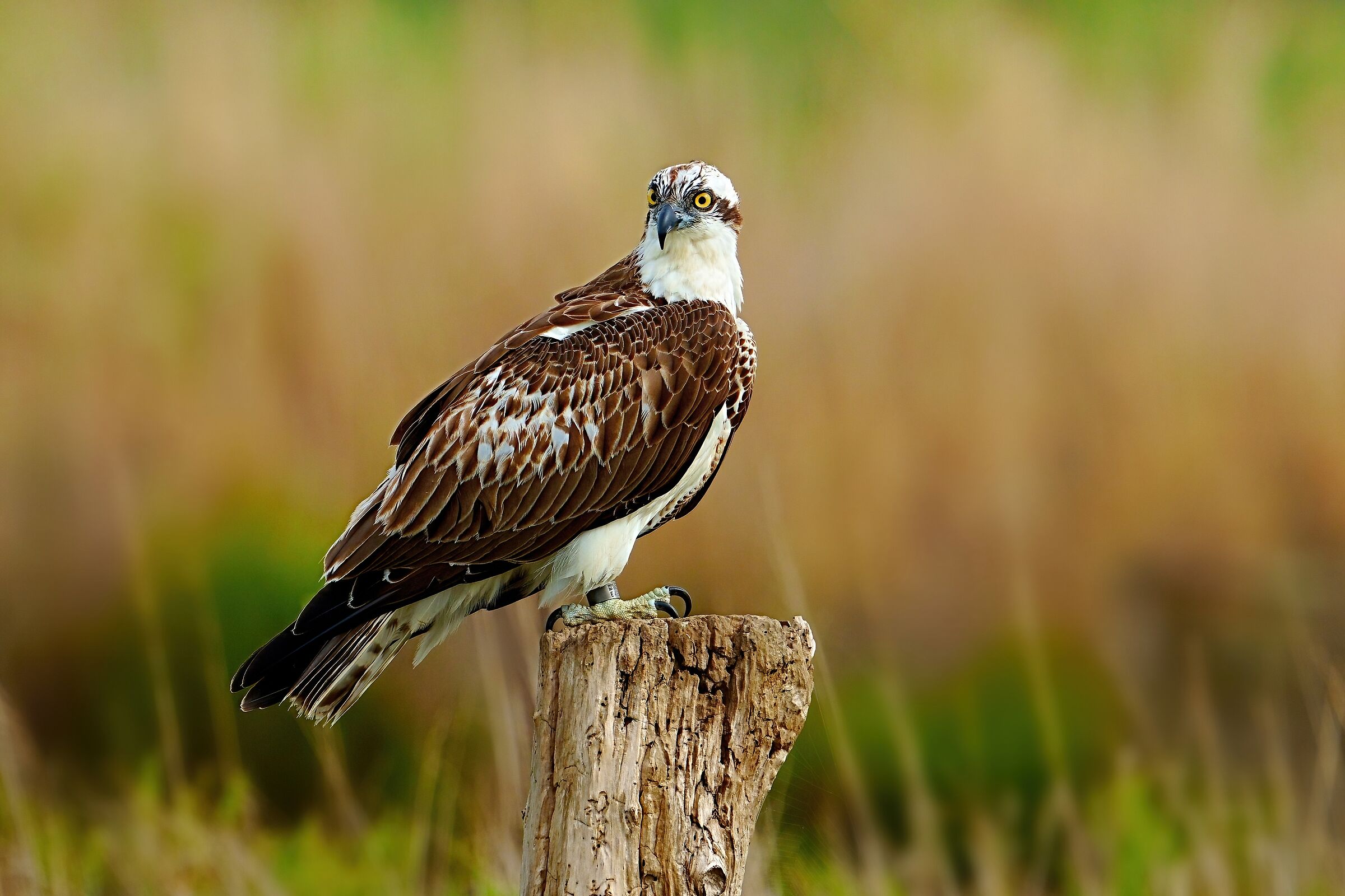 Falco pescatore (Pandion haliaetus)