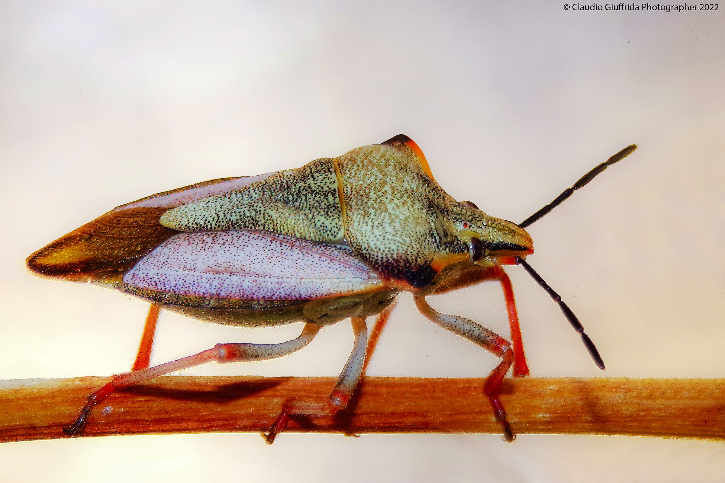 Cimice