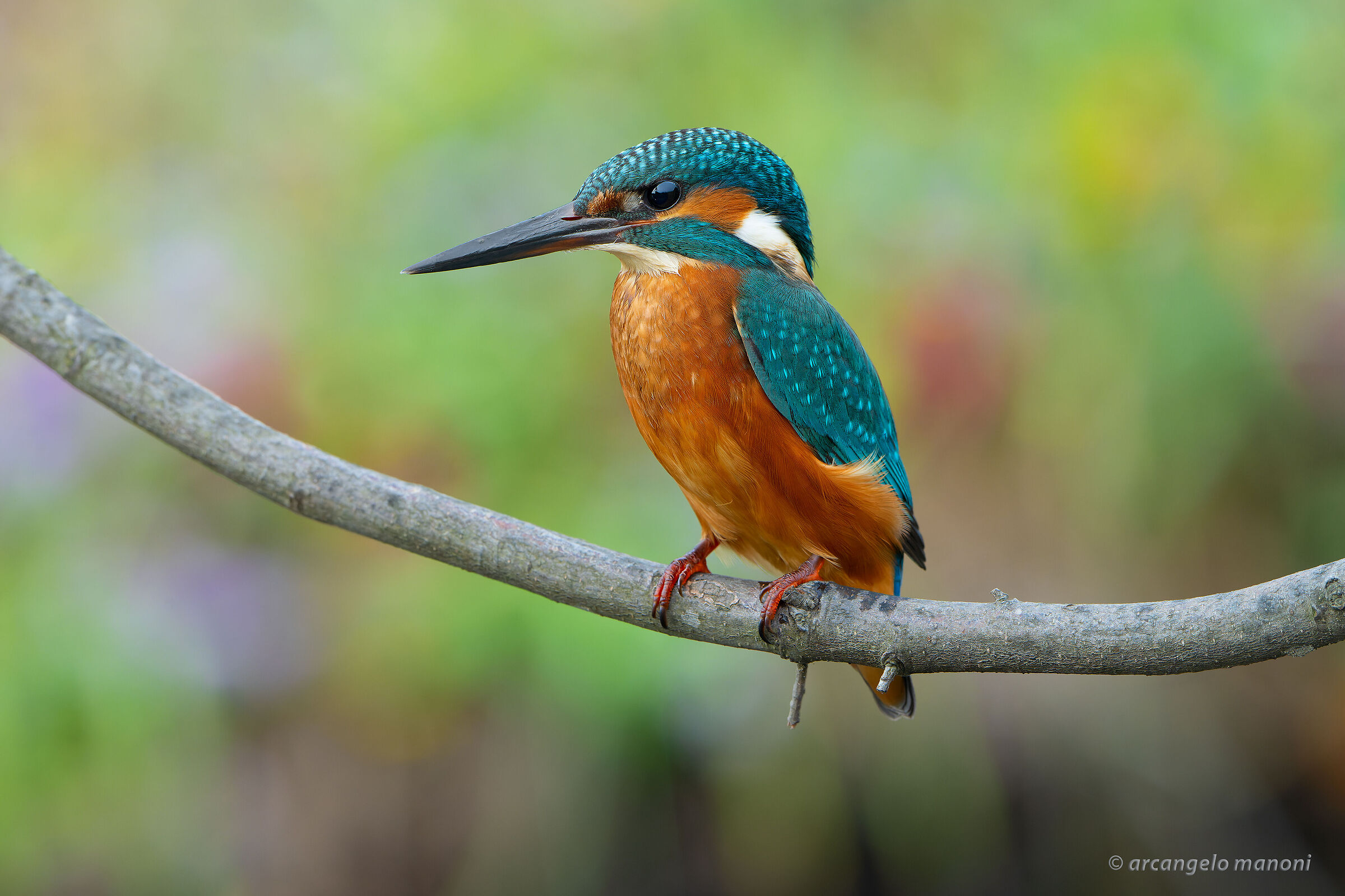 The splendor of the martino