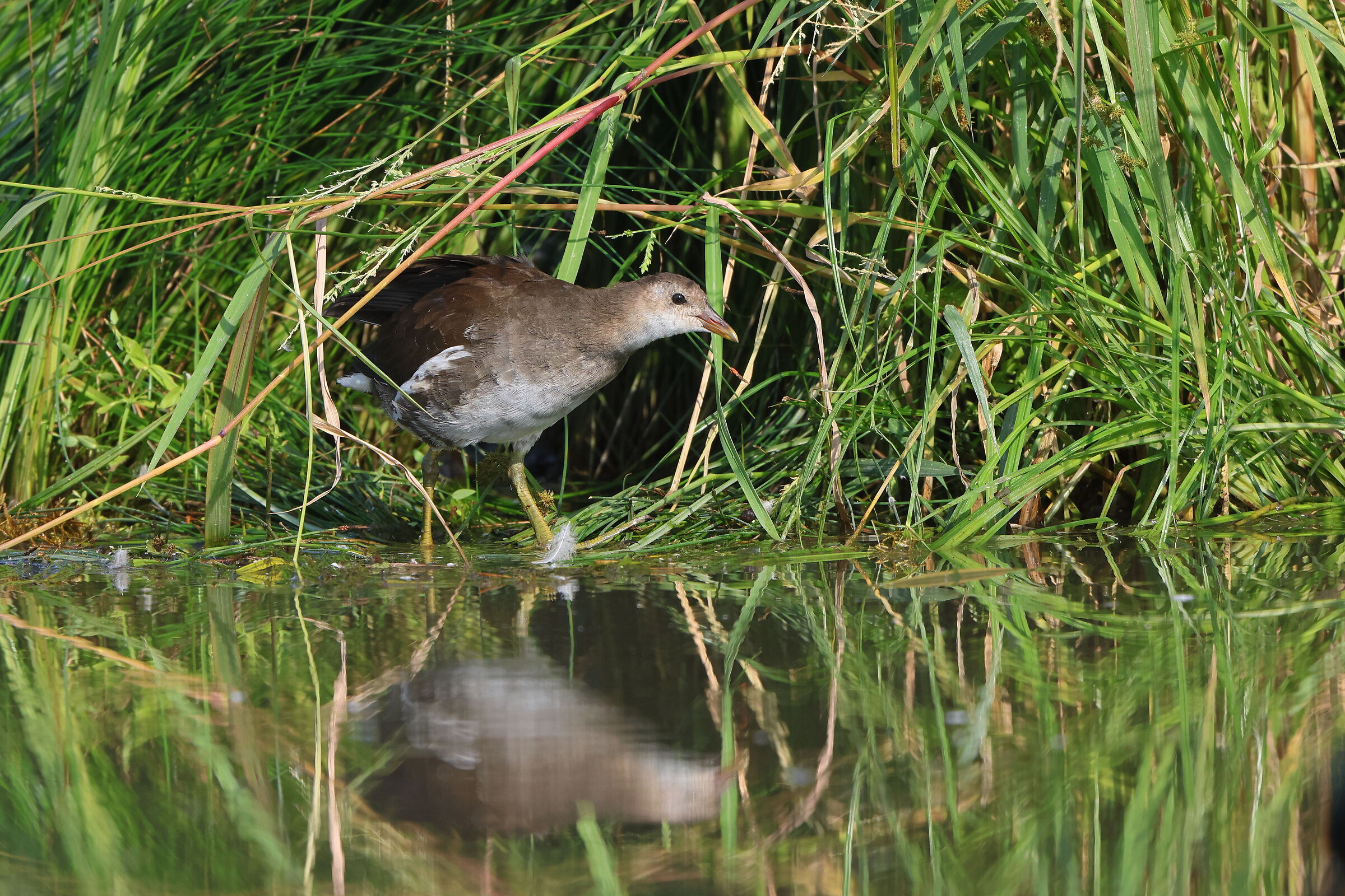 Giovane di Gallinella d'acqua