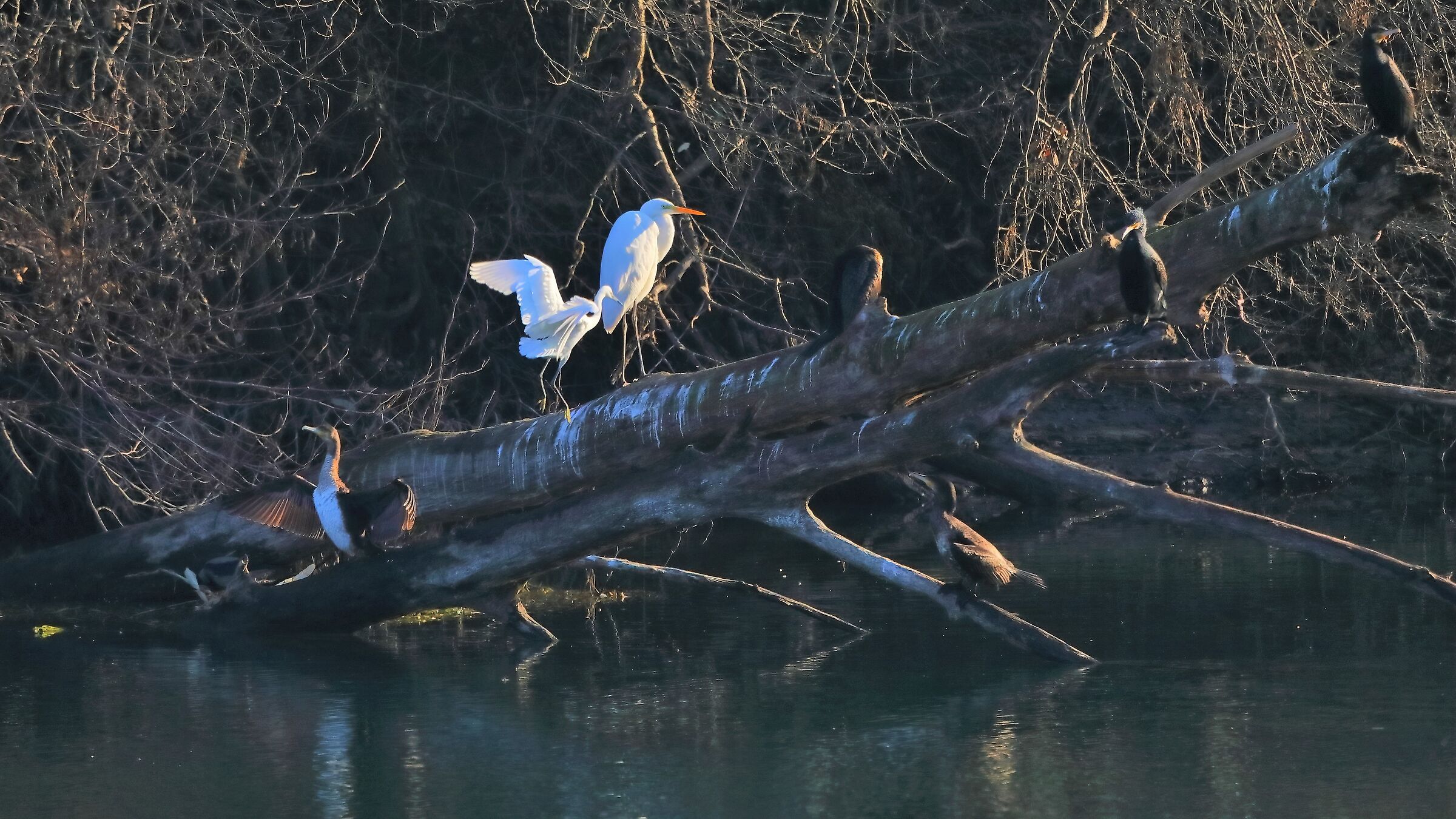 Airone BM 16 gen 2022 -- 013