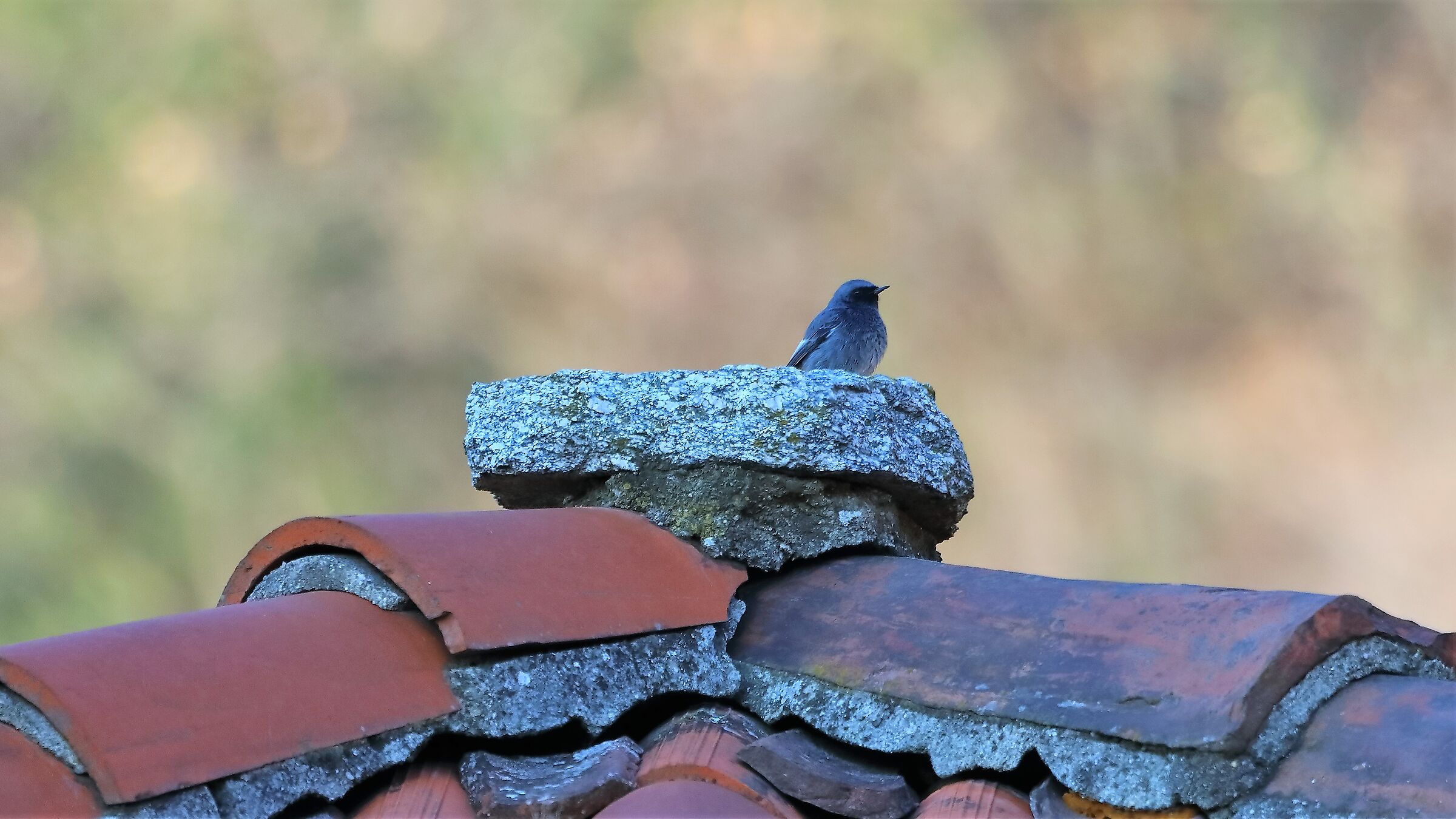 Codirosso s 16 genaio 2022 -- 080