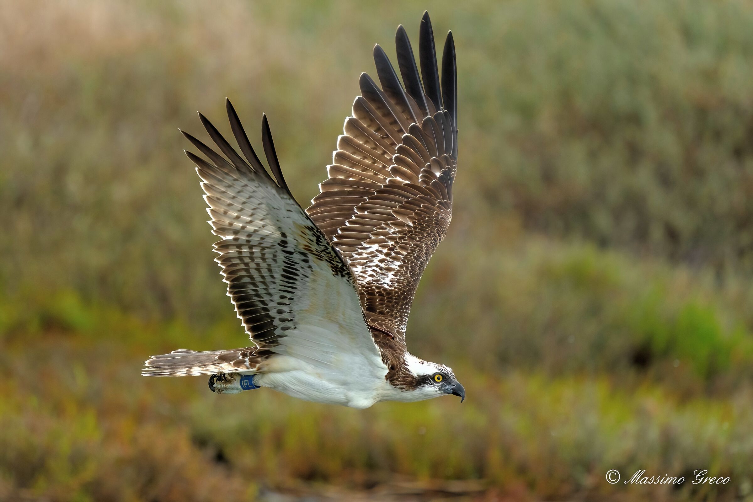 Falco pescatore (Pandion haliaetus)