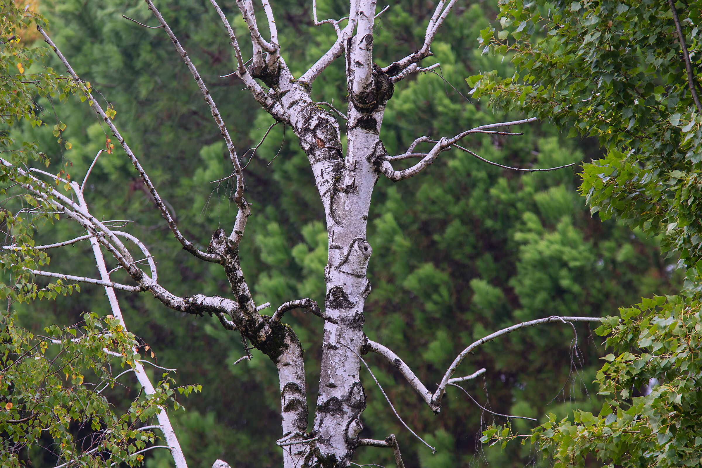 Birch (OBJECTIVE TEST)