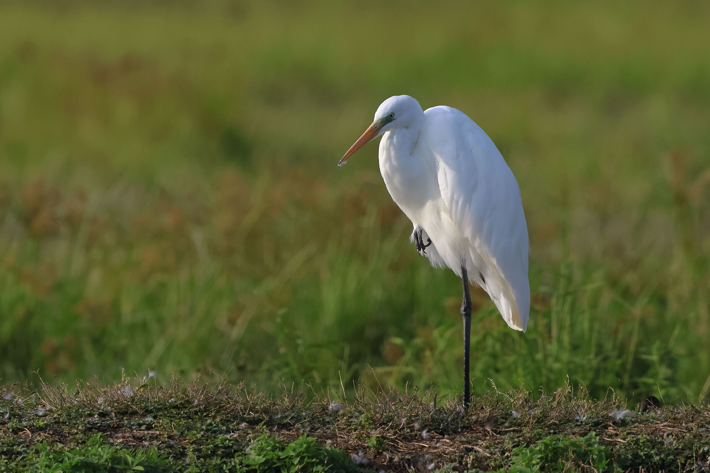 Airone bianco maggiore