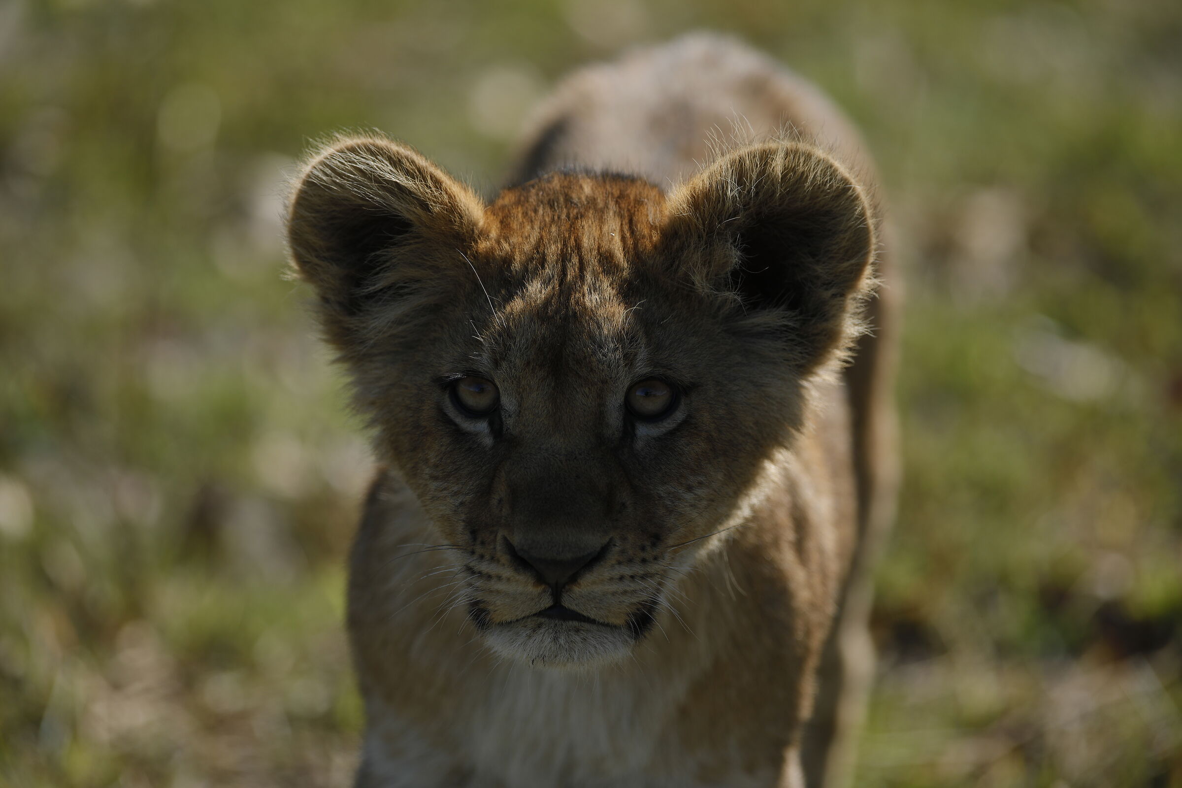 The Prince of Nxabega