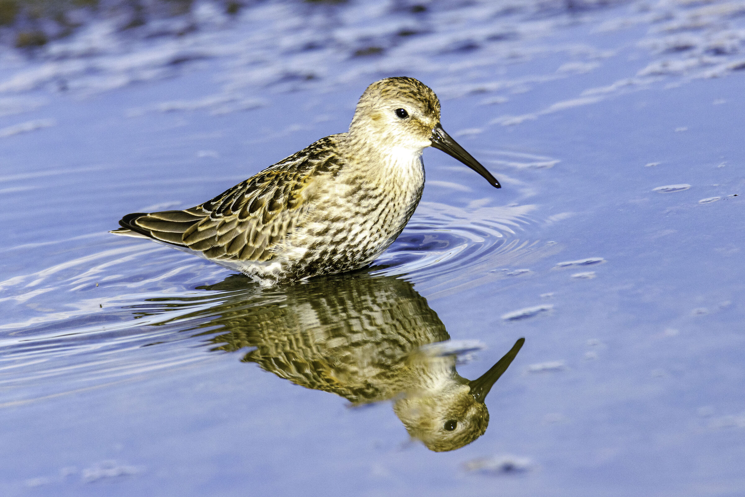 Piovanello pancianera