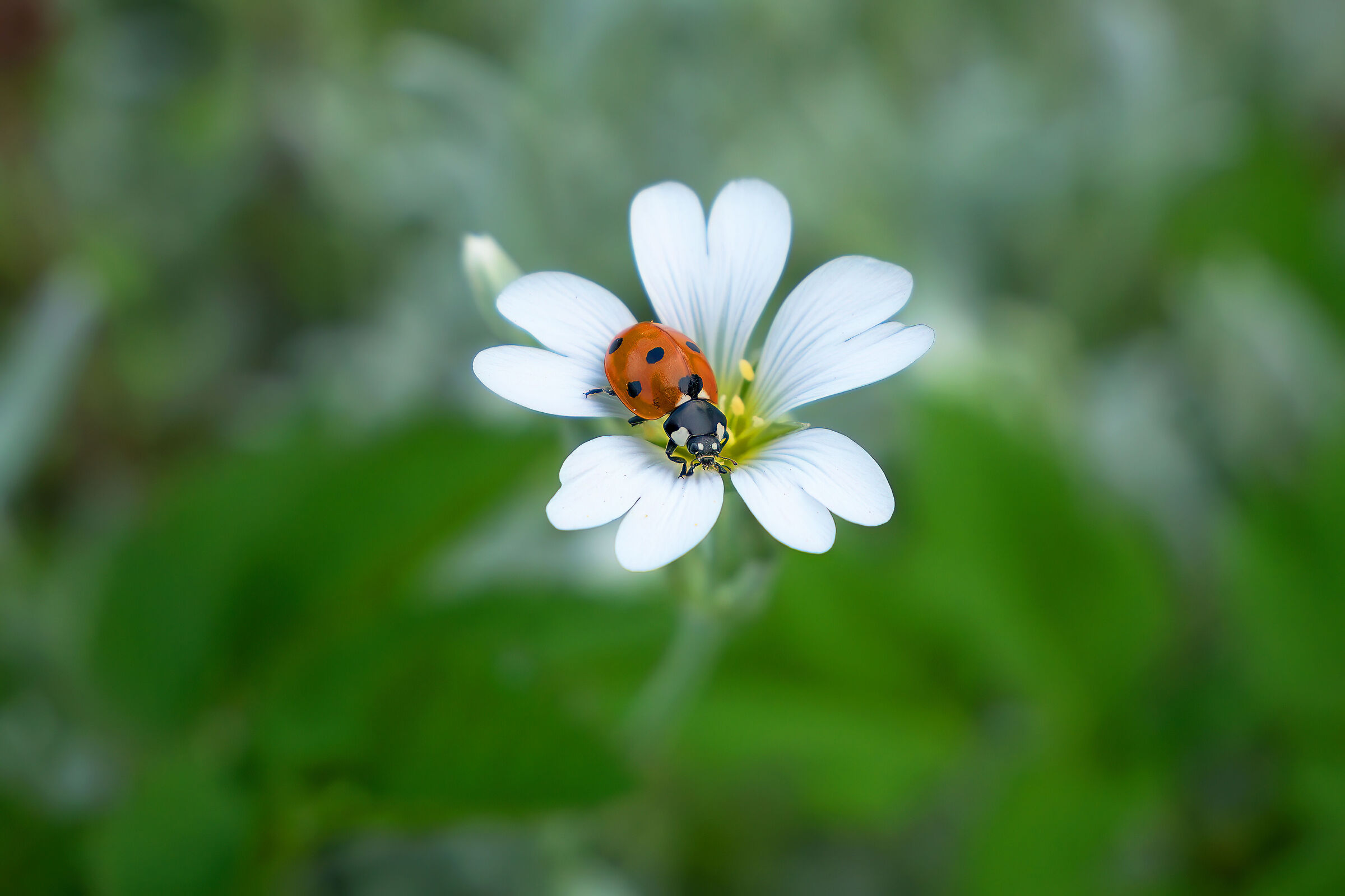 coccinella
