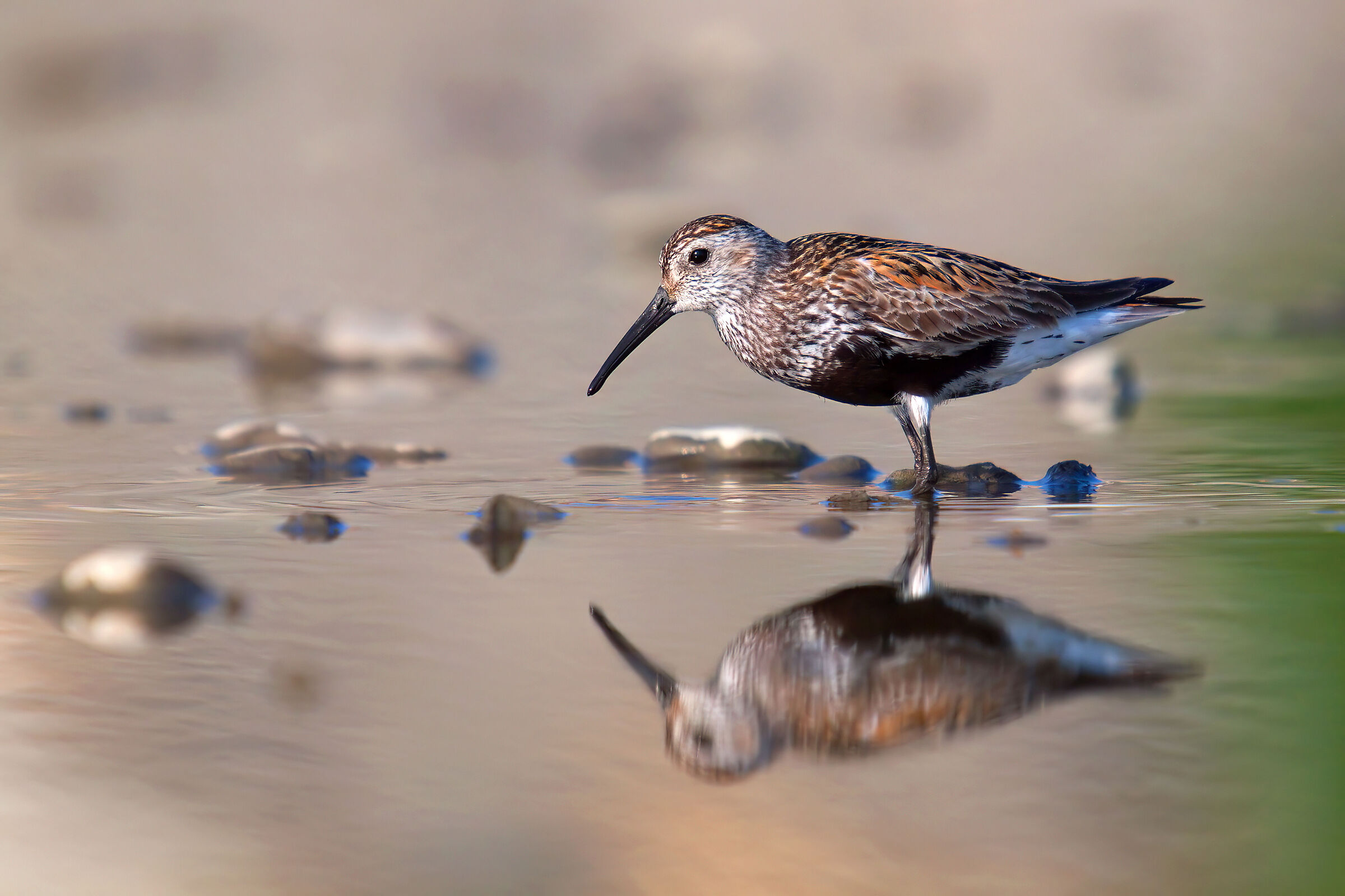 piovanello pancia nera