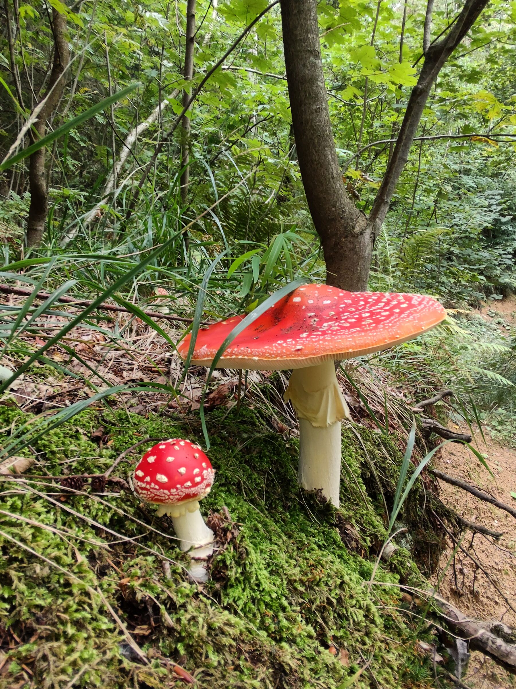 Little Red Riding Hood (Amanita Muscaria)