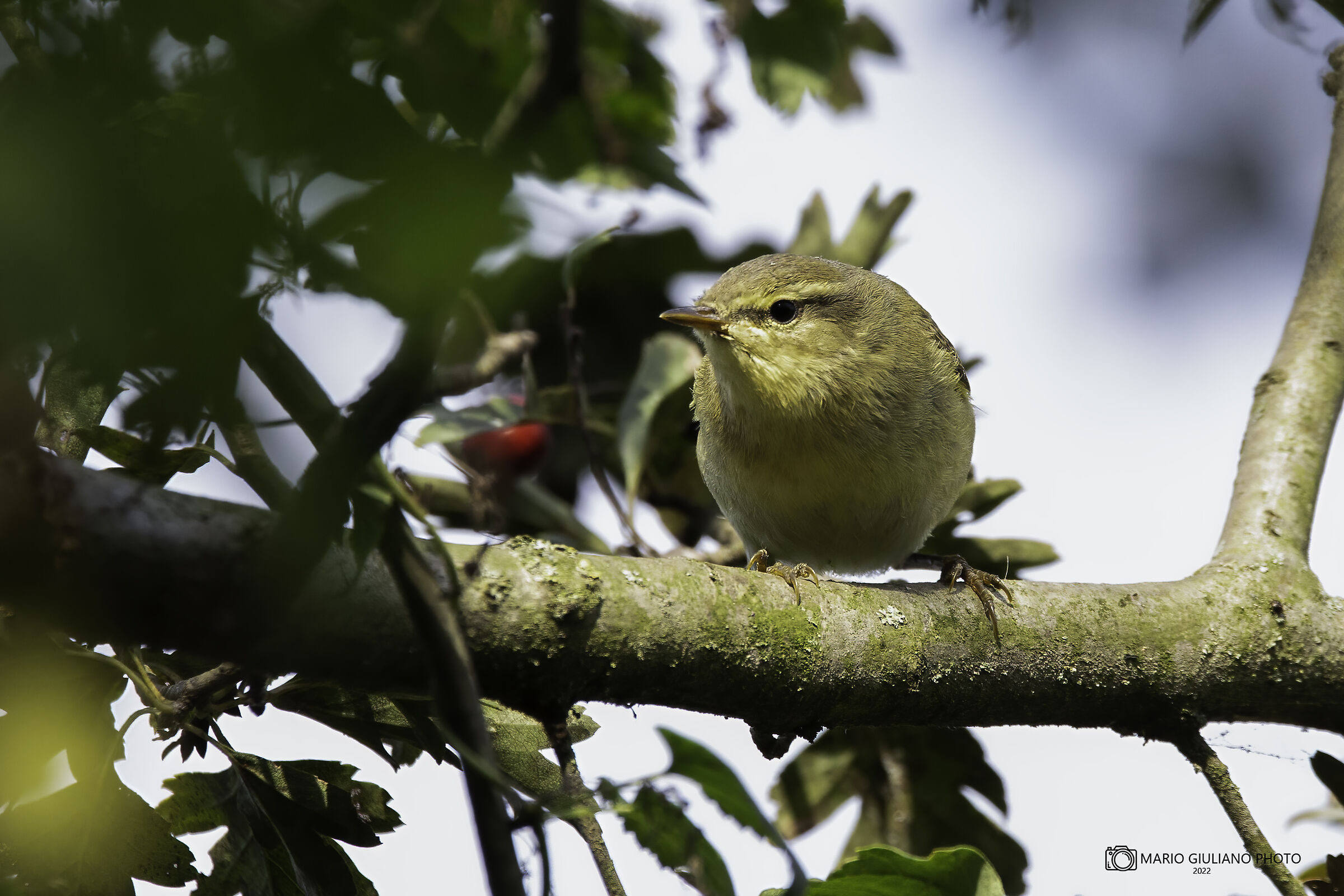 Chiffchaff