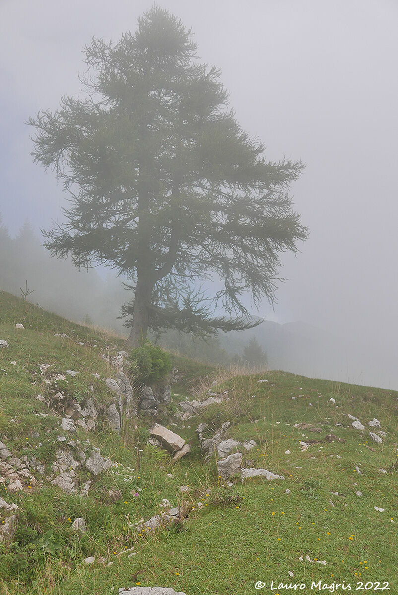 Trincea nella nebbia