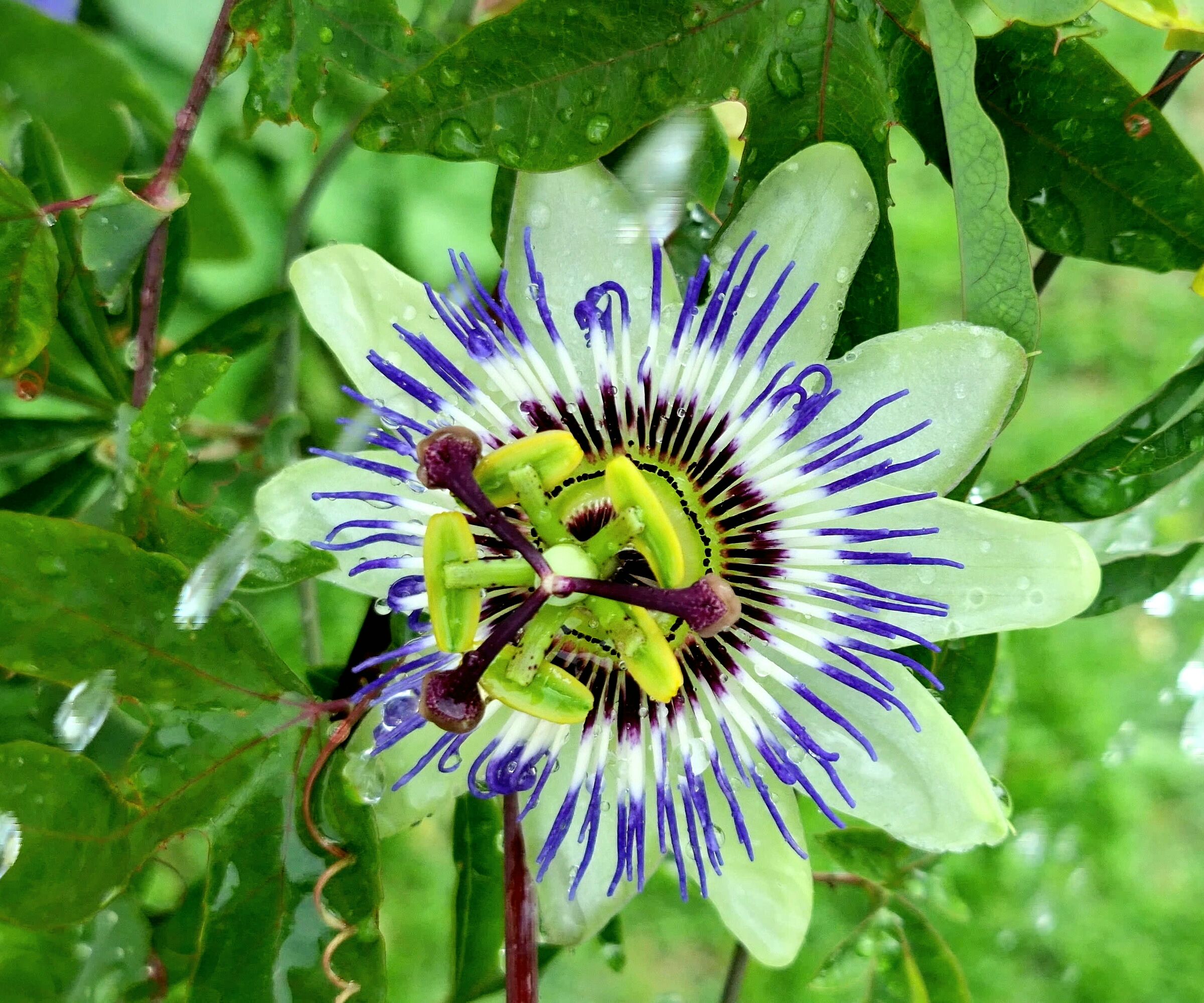 Passiflora sotto la pioggia
