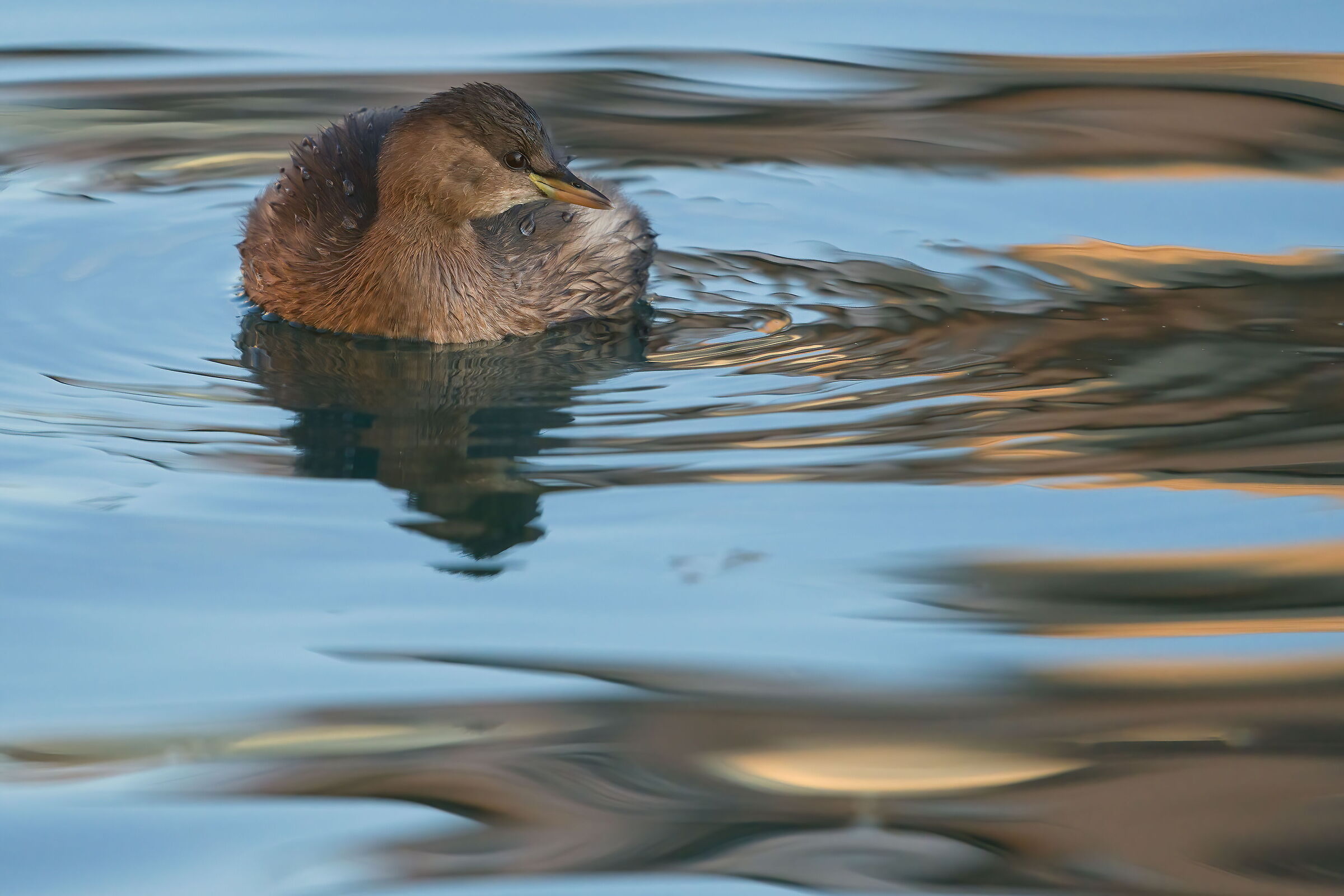 Dabchick