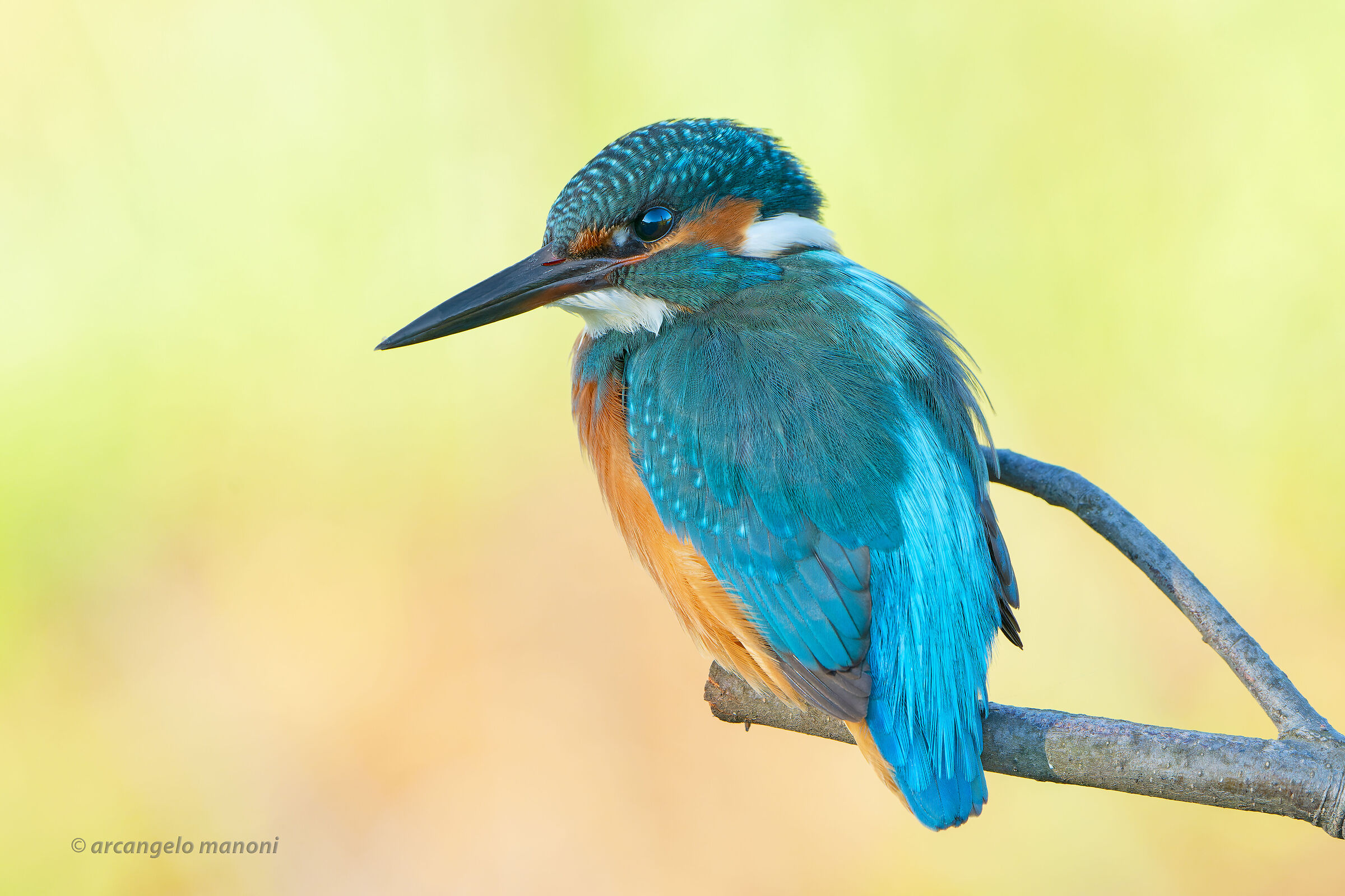 In yellow painted blue