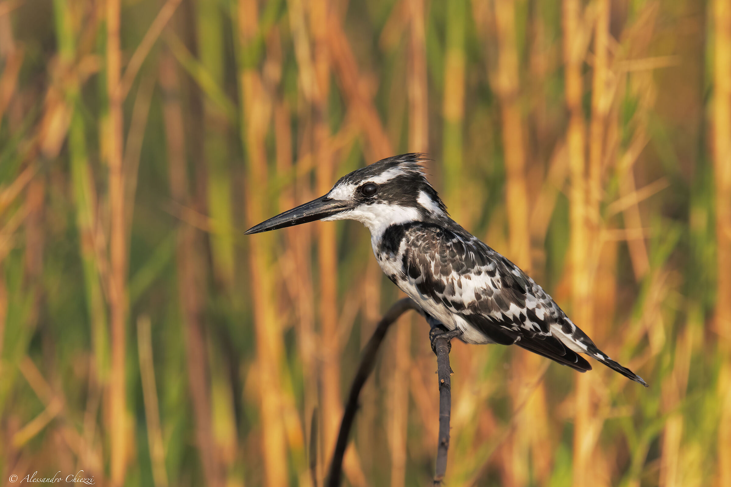 Black and white kingfisher
