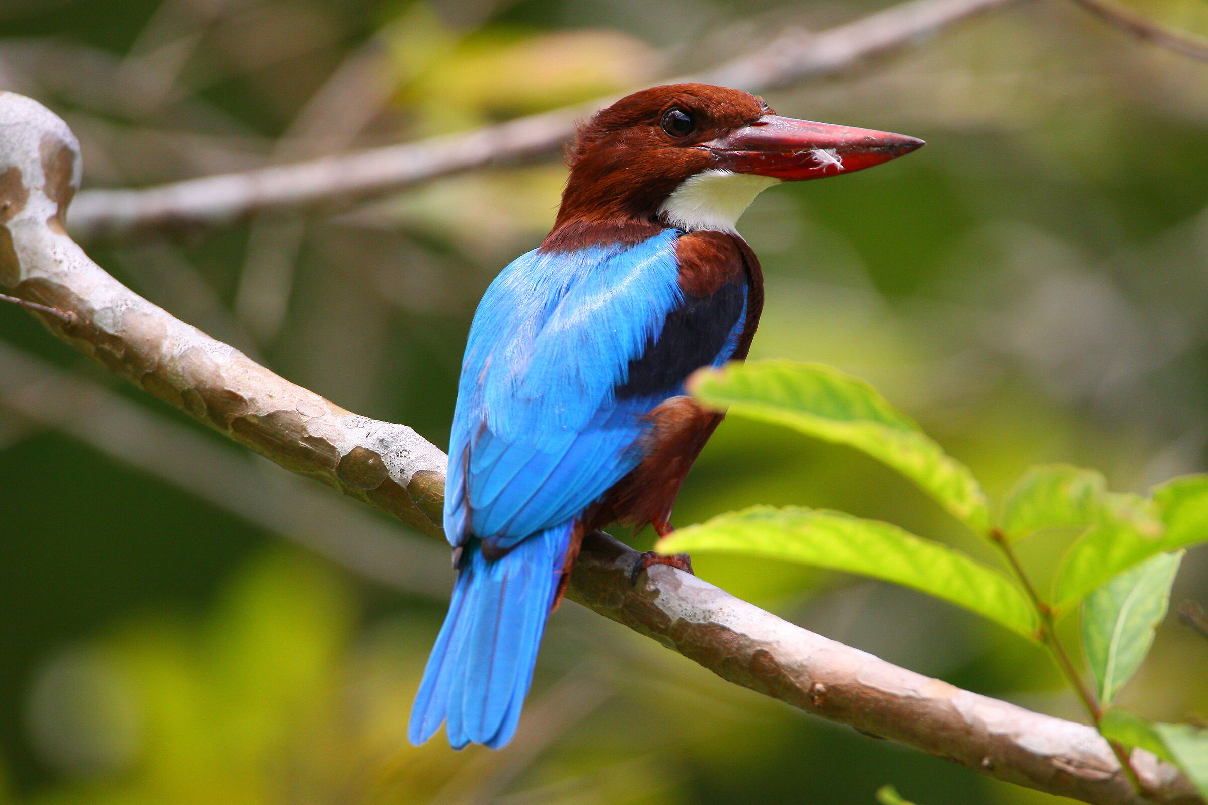 Un martin pescatore dalla gola bianca dopo il preening
