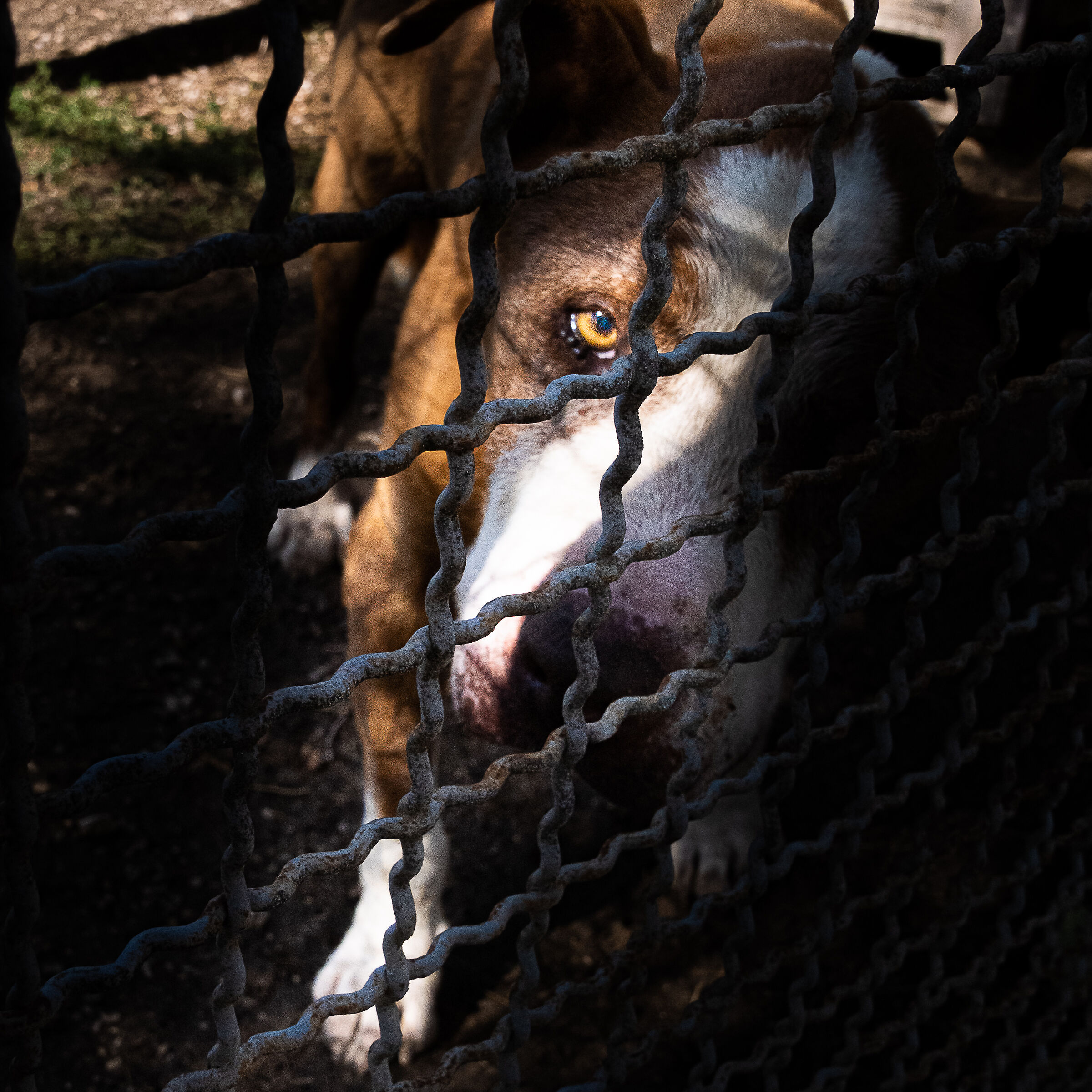 You can not enter a kennel and get out of it the same as bef...