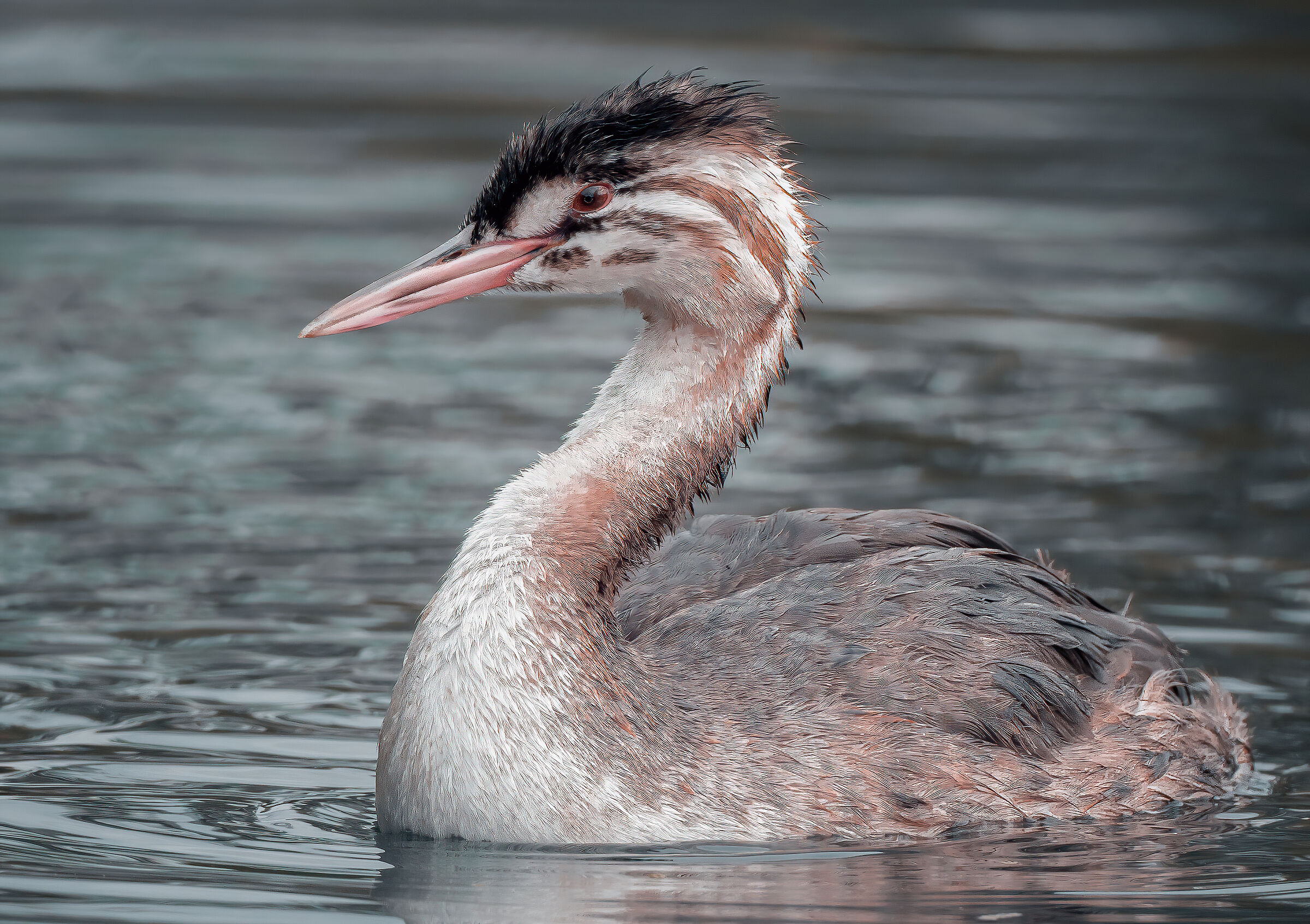 Great Grebe (juv.)