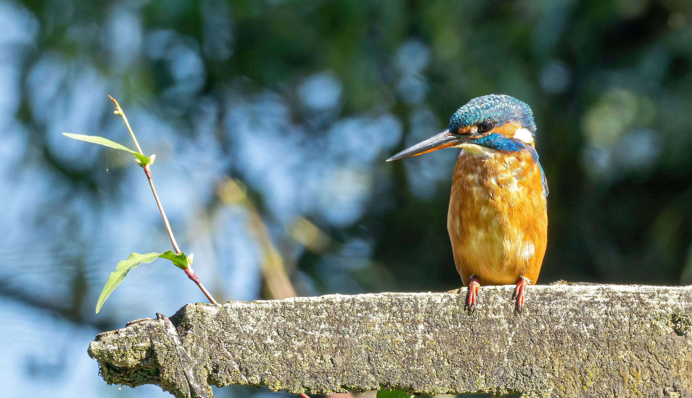 Female Kingfisher
