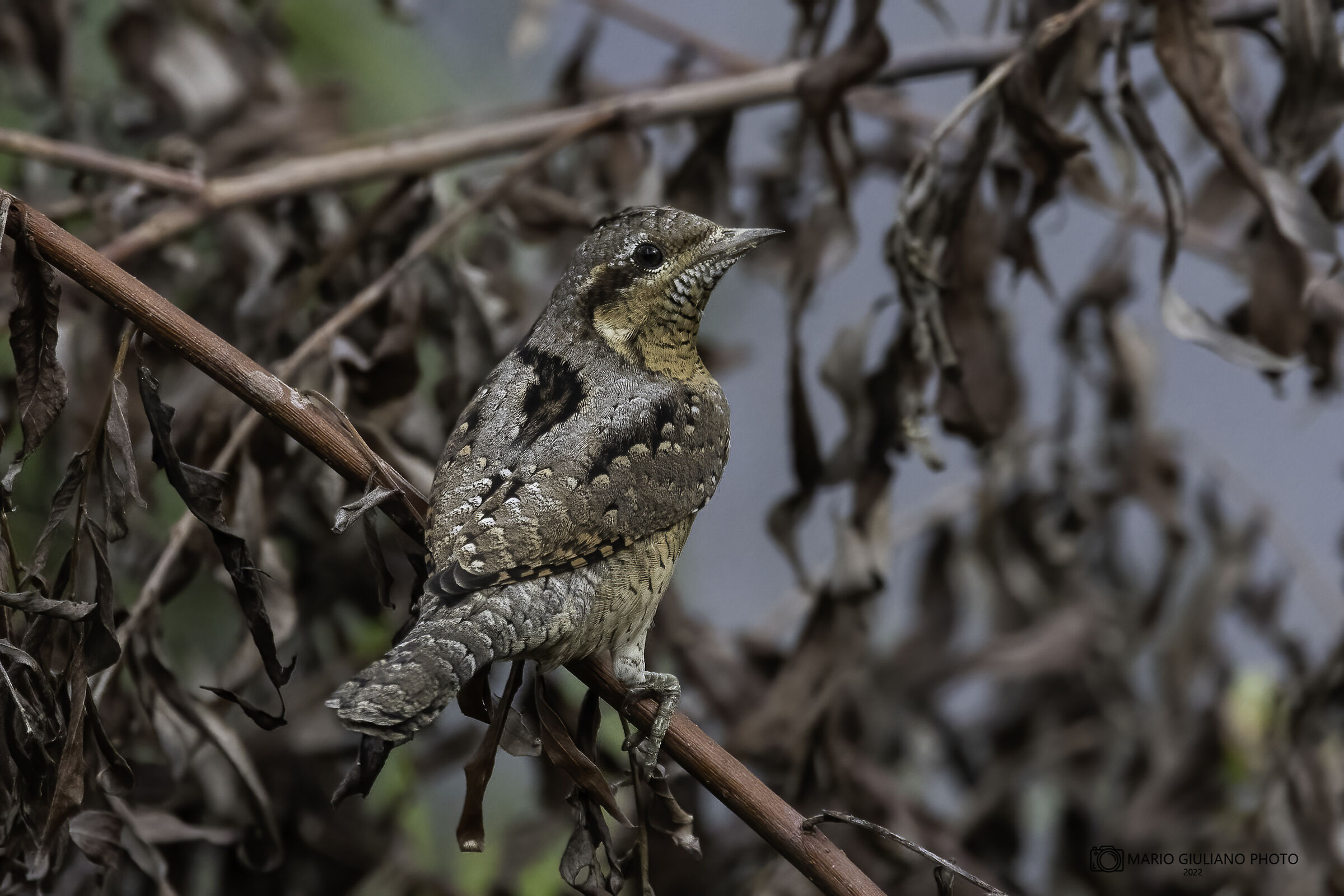 Wryneck