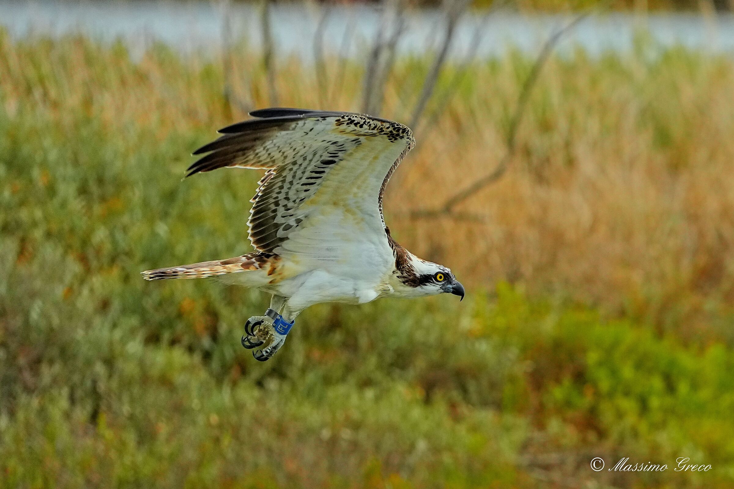 Falco pescatore (Pandion haliaetus)
