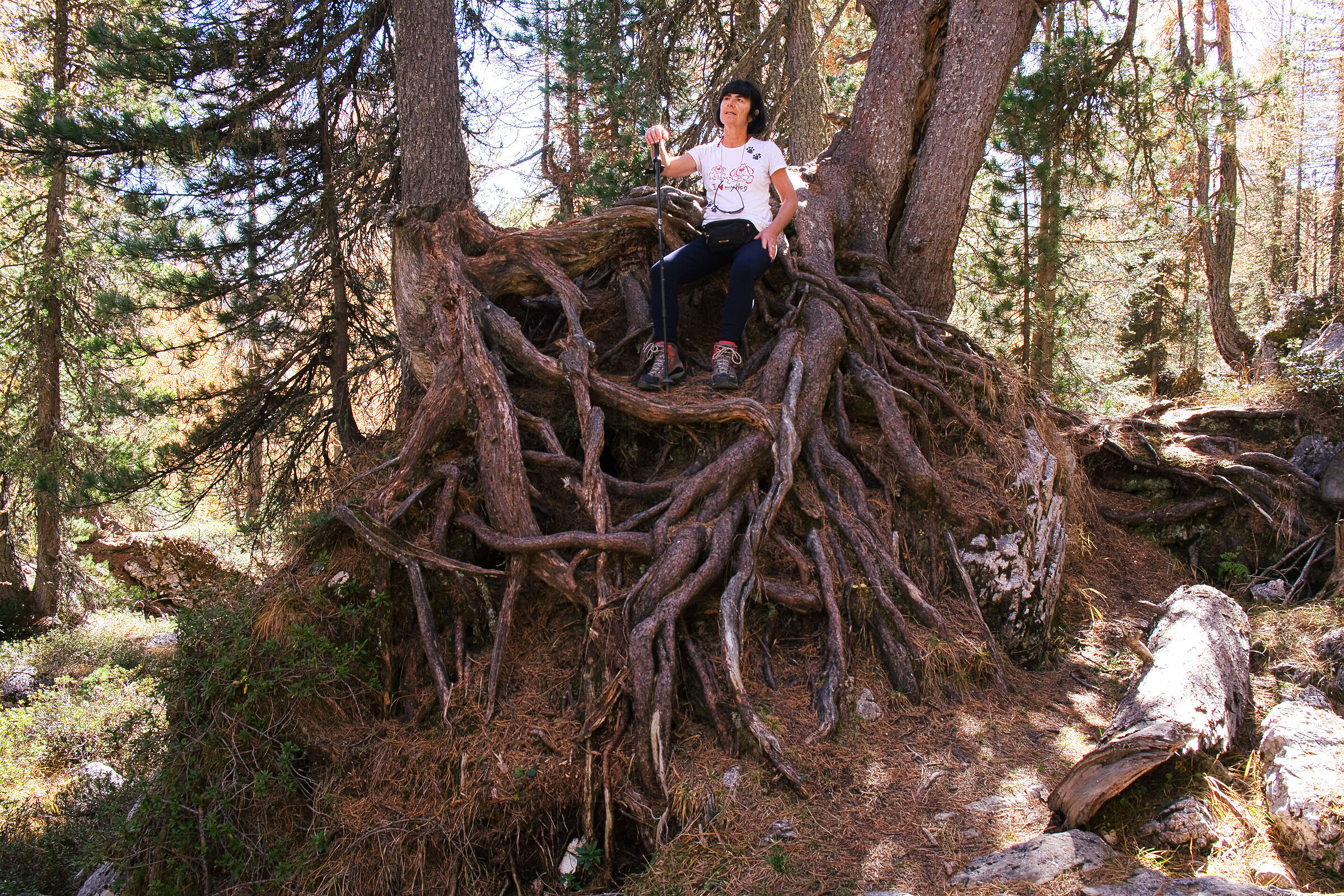 Roots