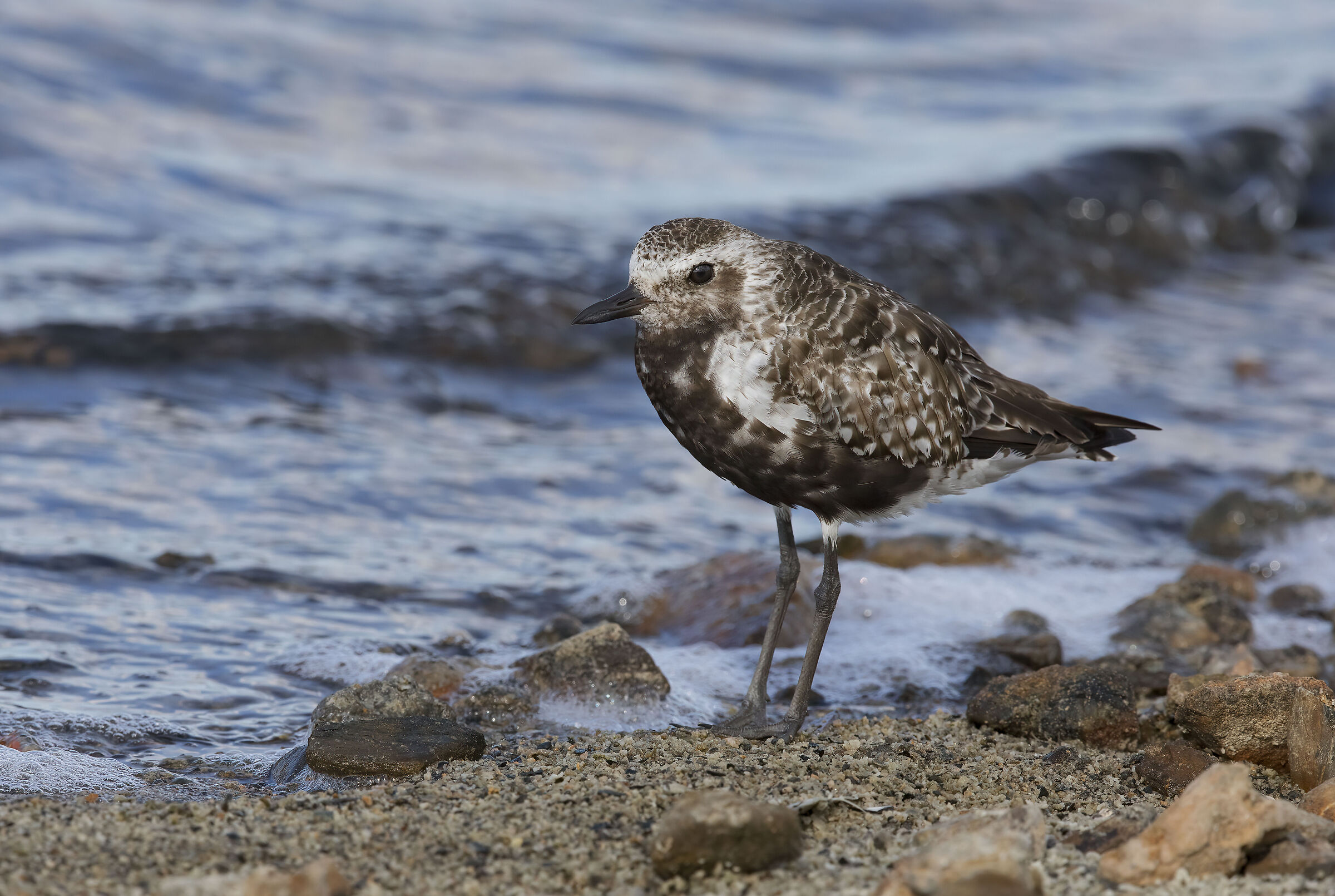 pivieressa (pluvialis squatarola)