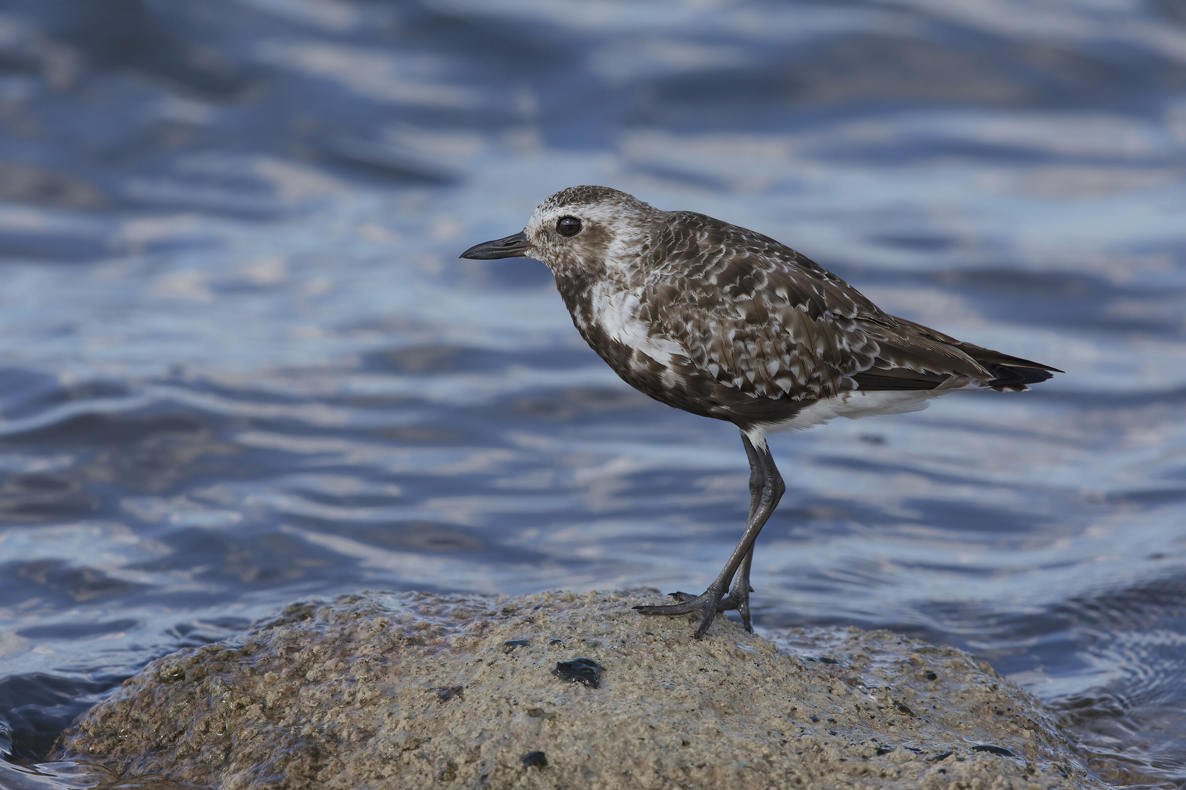 pivieressa (pluvialis squatarola)