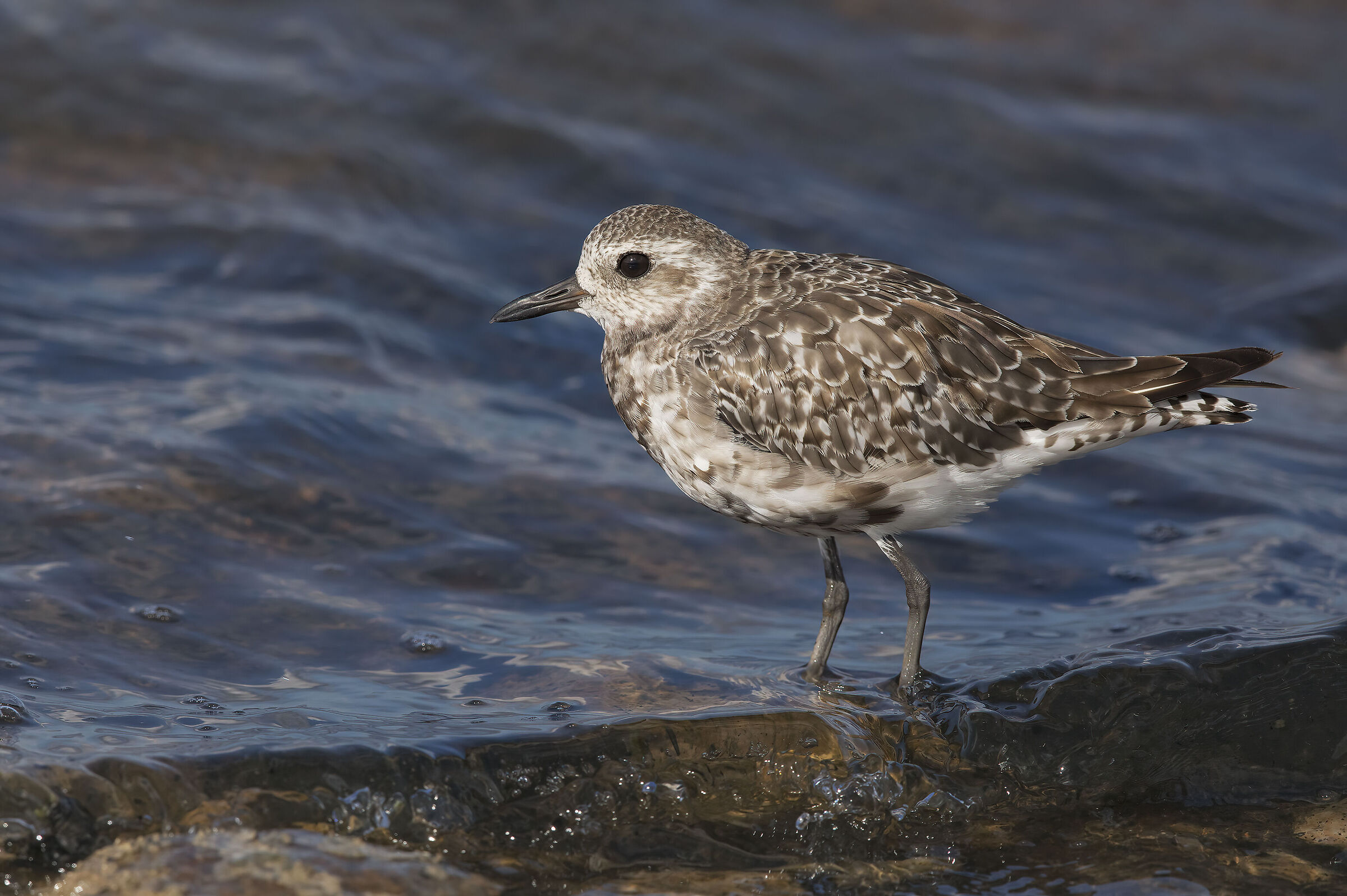 pivieressa (pluvialis squatarola)