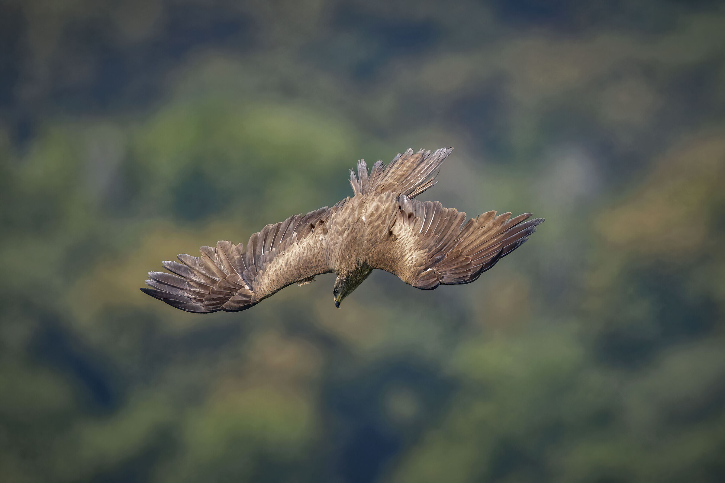 Black kite