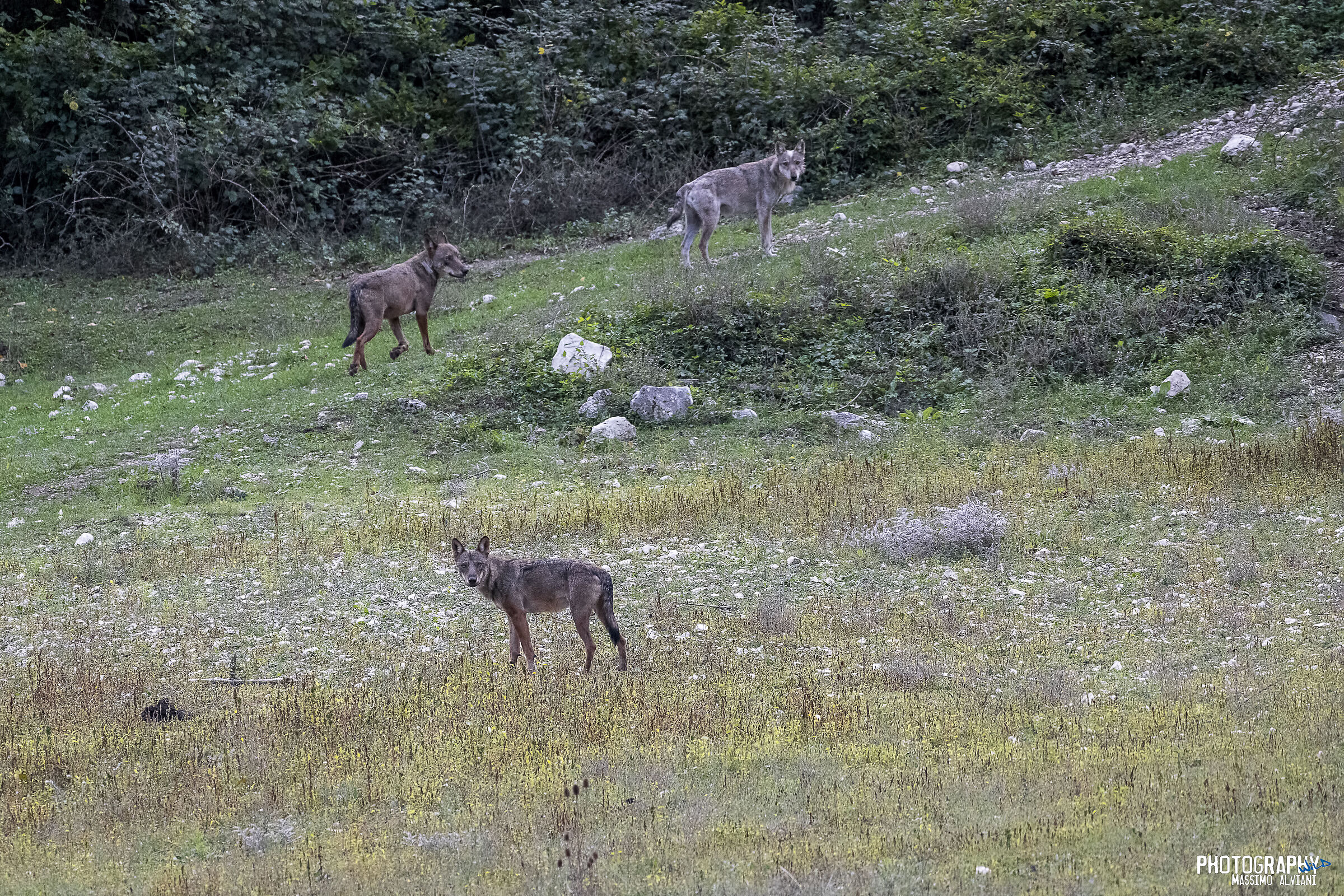 The three ..... three...................