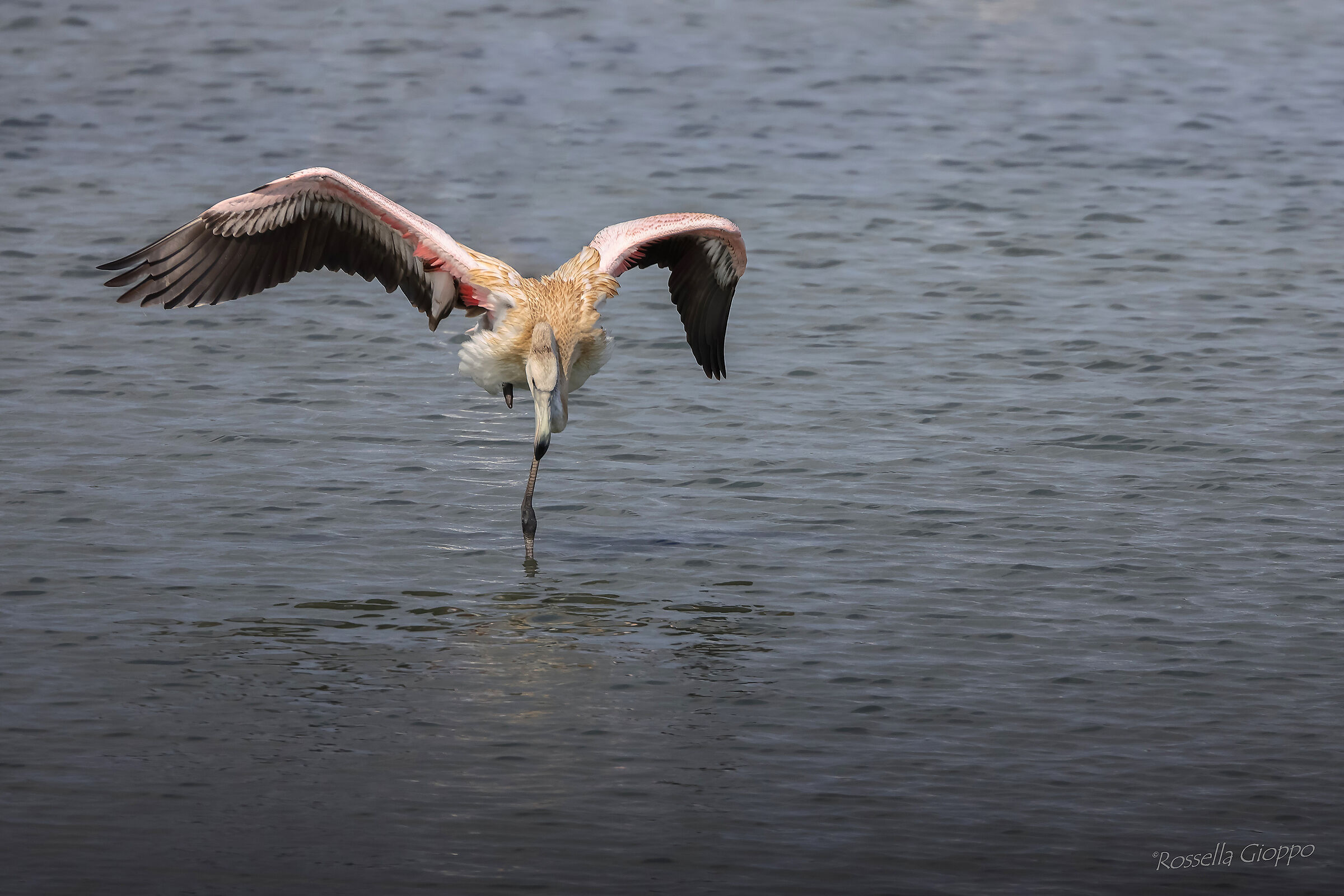Phoenicopterus roseus (Fenicottero rosa)