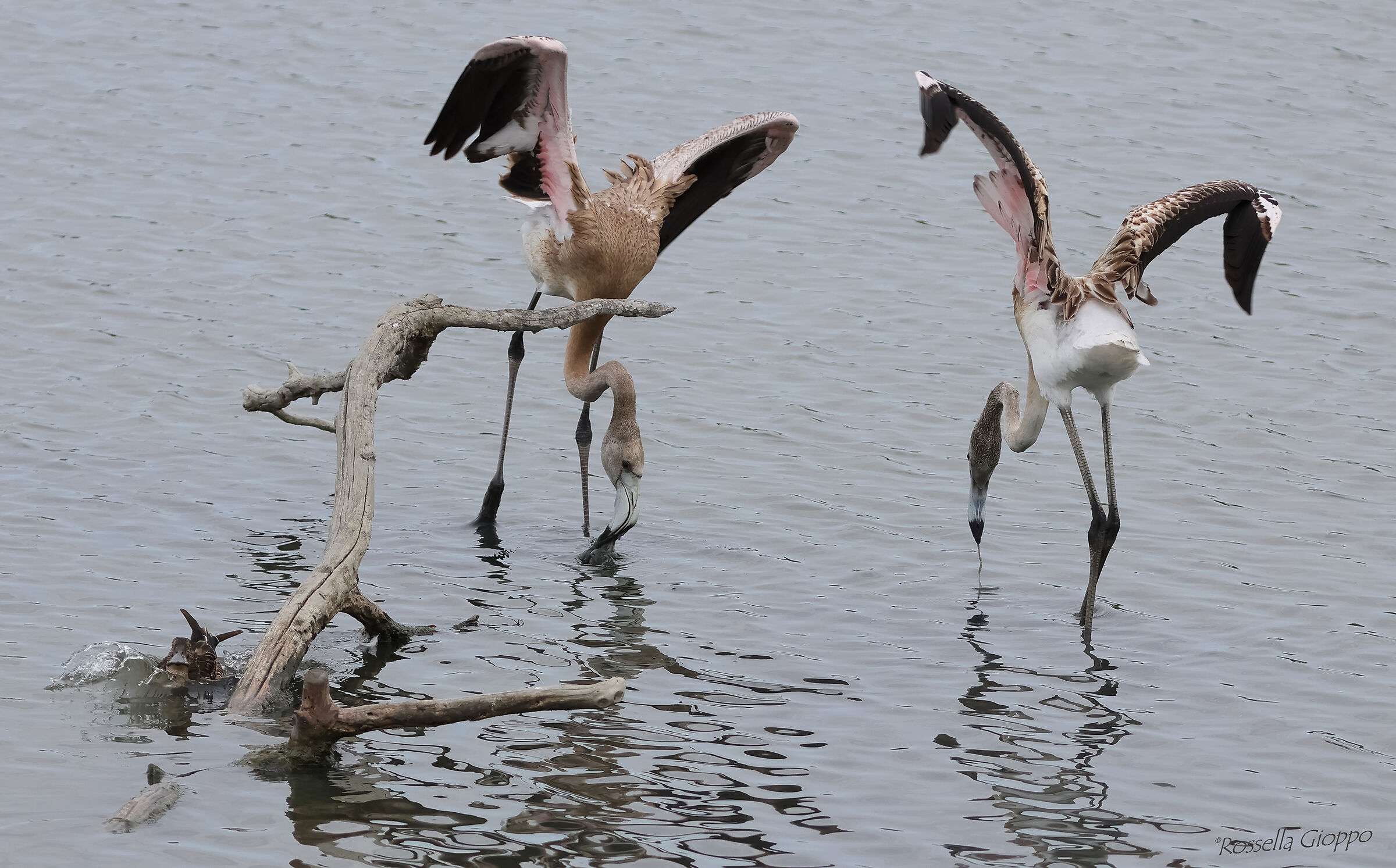 Phoenicopterus roseus (Fenicottero rosa)
