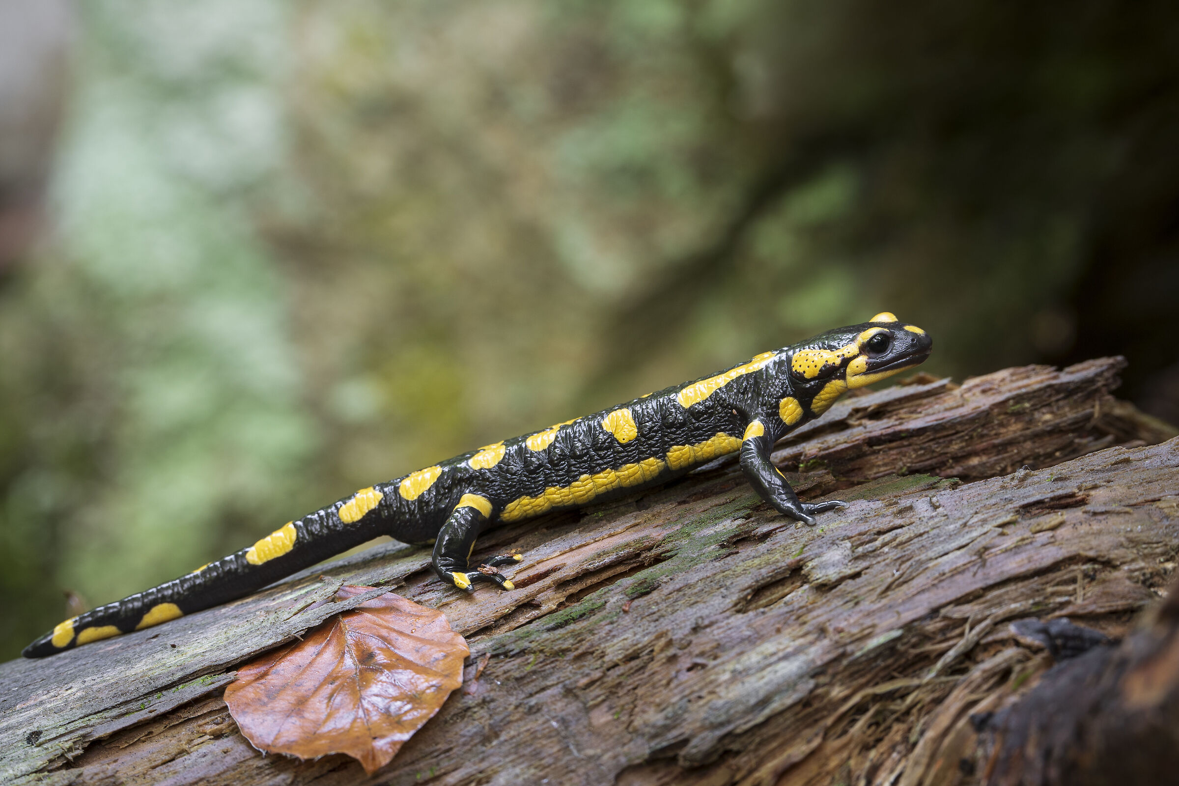 Salamander